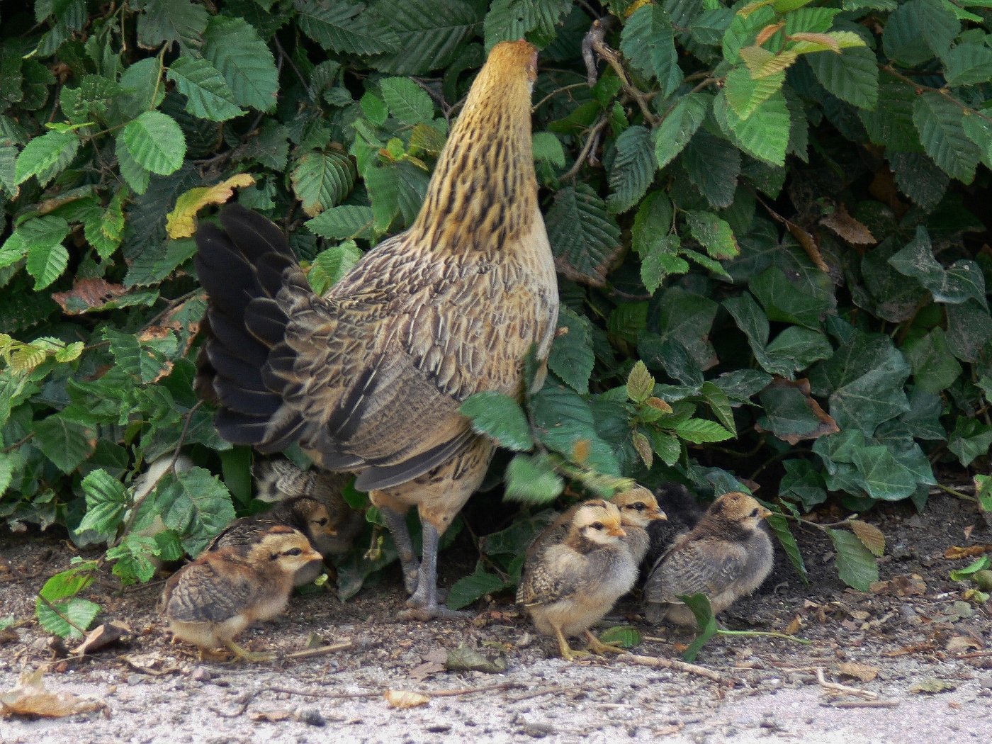Groen zorgt voor voedsel en dekking bij gevaar. (Foto: Toos Brink)