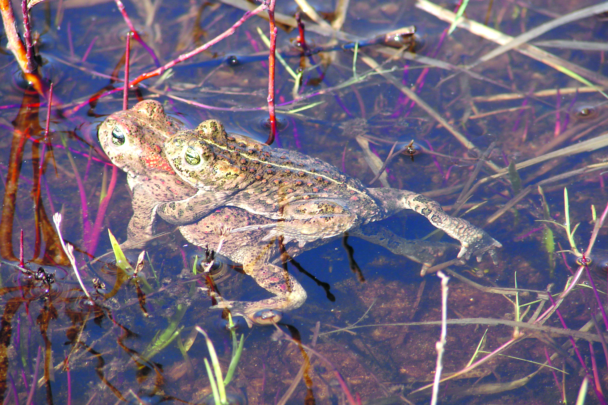 (Foto: Jos Bos)