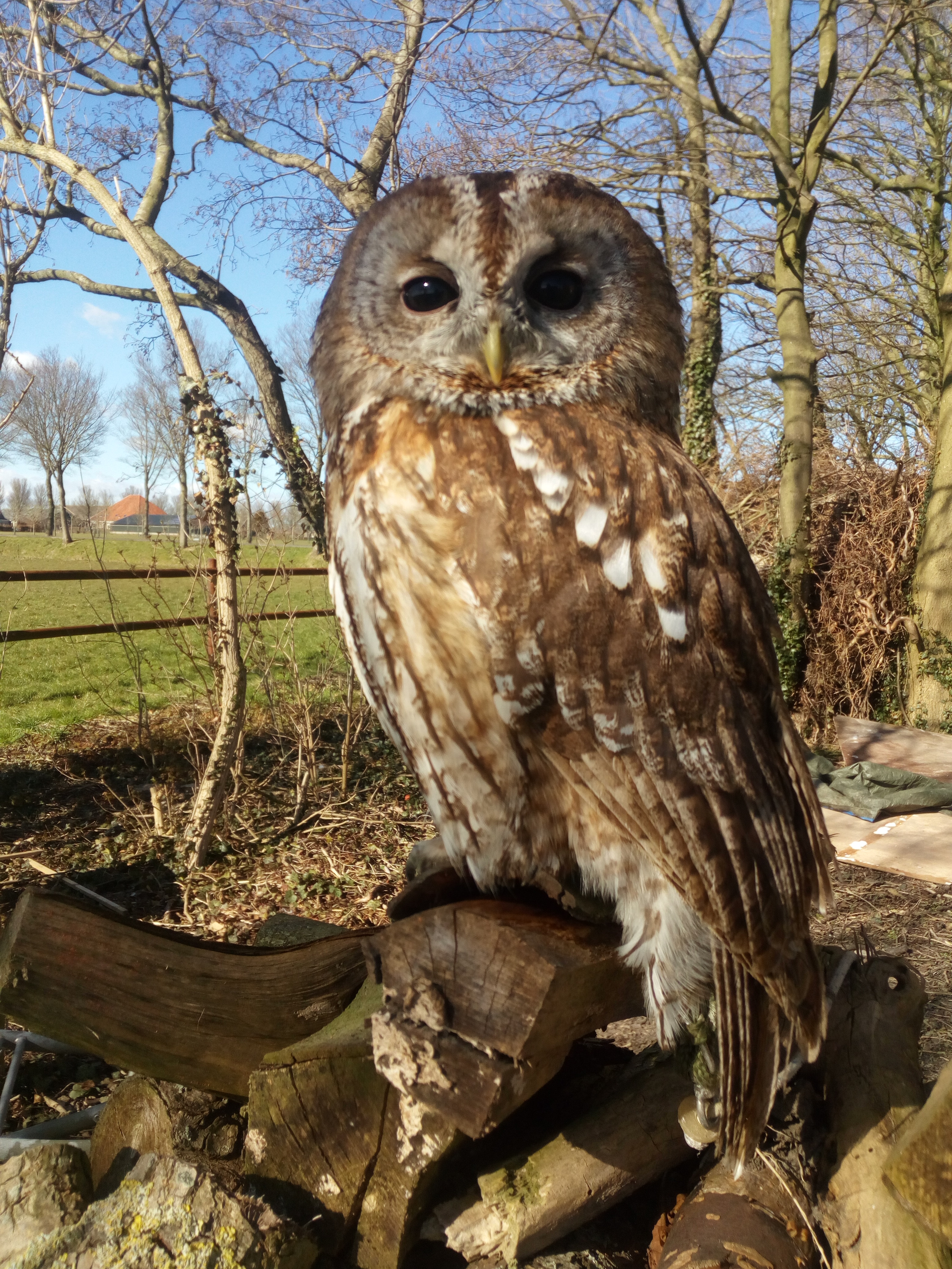 Woody de Bosuil, te zien bij het Roofvogelcentrum. (Foto: Roofvogelcentrum)