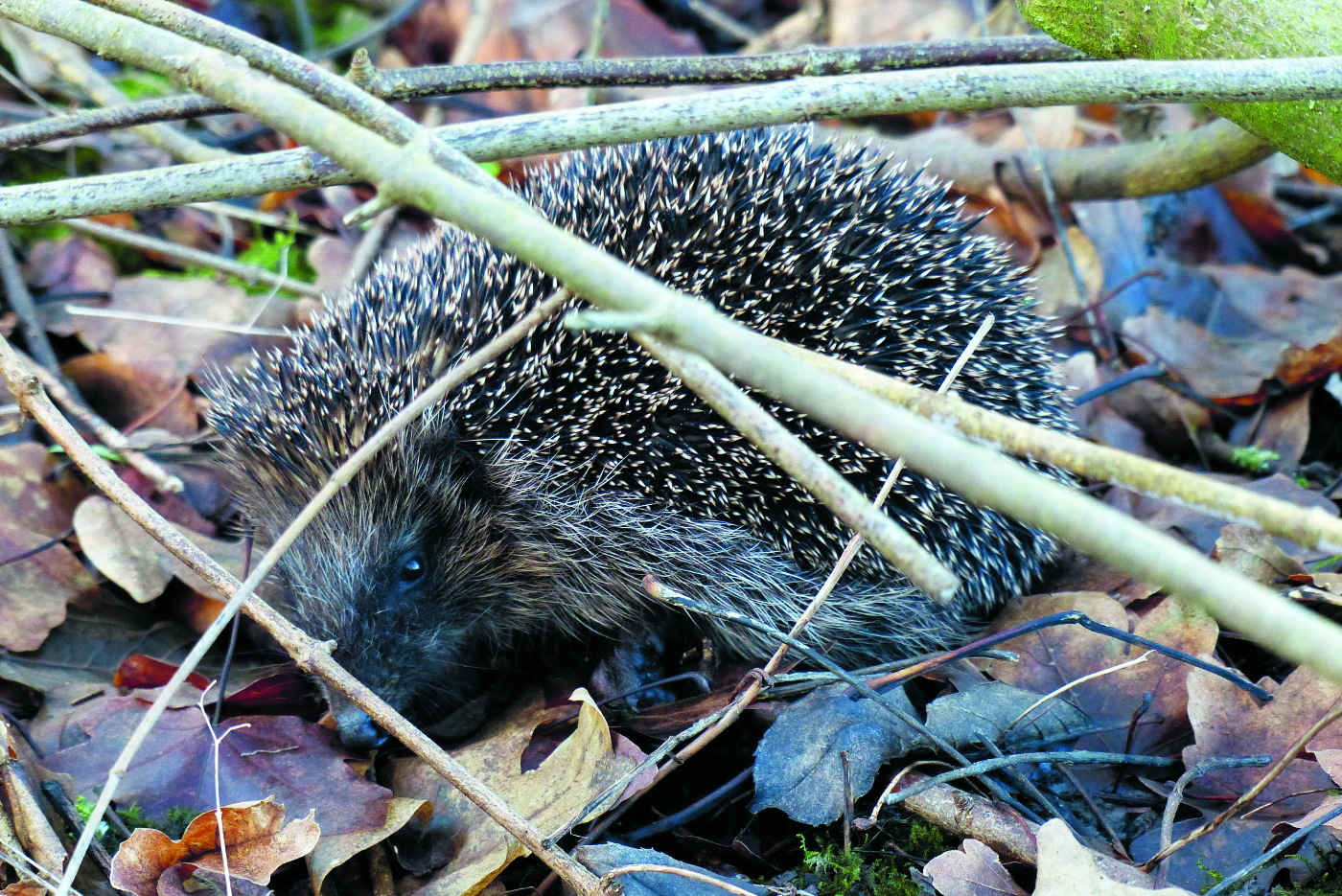 Een egel is ook 's nachts actief. Wie weet zien de deelnemers diverse nachtdieren tijdens Nacht van de Nacht. (Foto: Toos Brink)