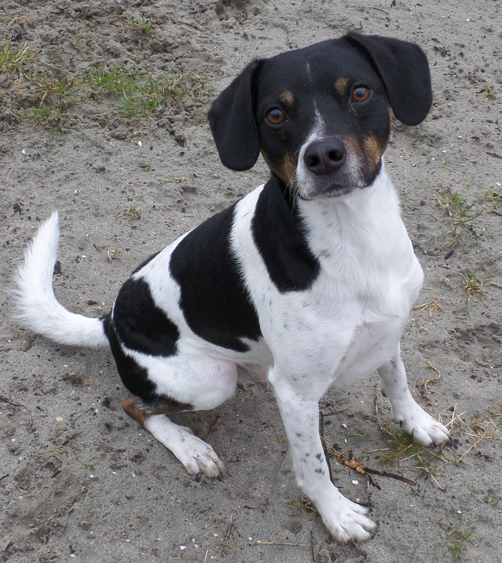Rocky is een vrolijk en vrij druk hondje. Wie wordt zijn nieuwe baasje? (Foto: aangeleverd)