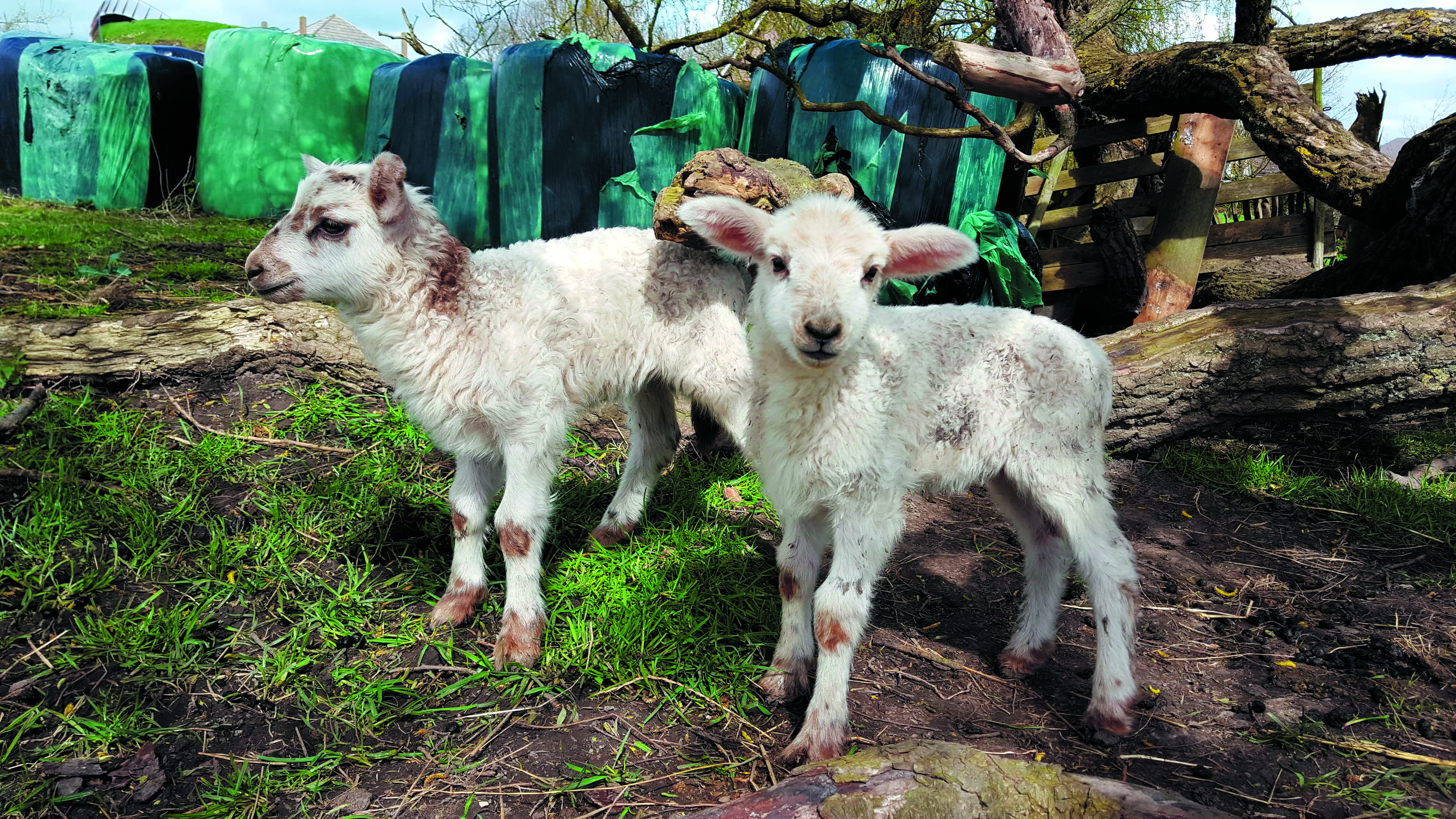 Alle zintuigen worden geprikkeld: de kinderen mogen de dieren aaien, ruiken en bekijken. (Foto: aangeleverd)