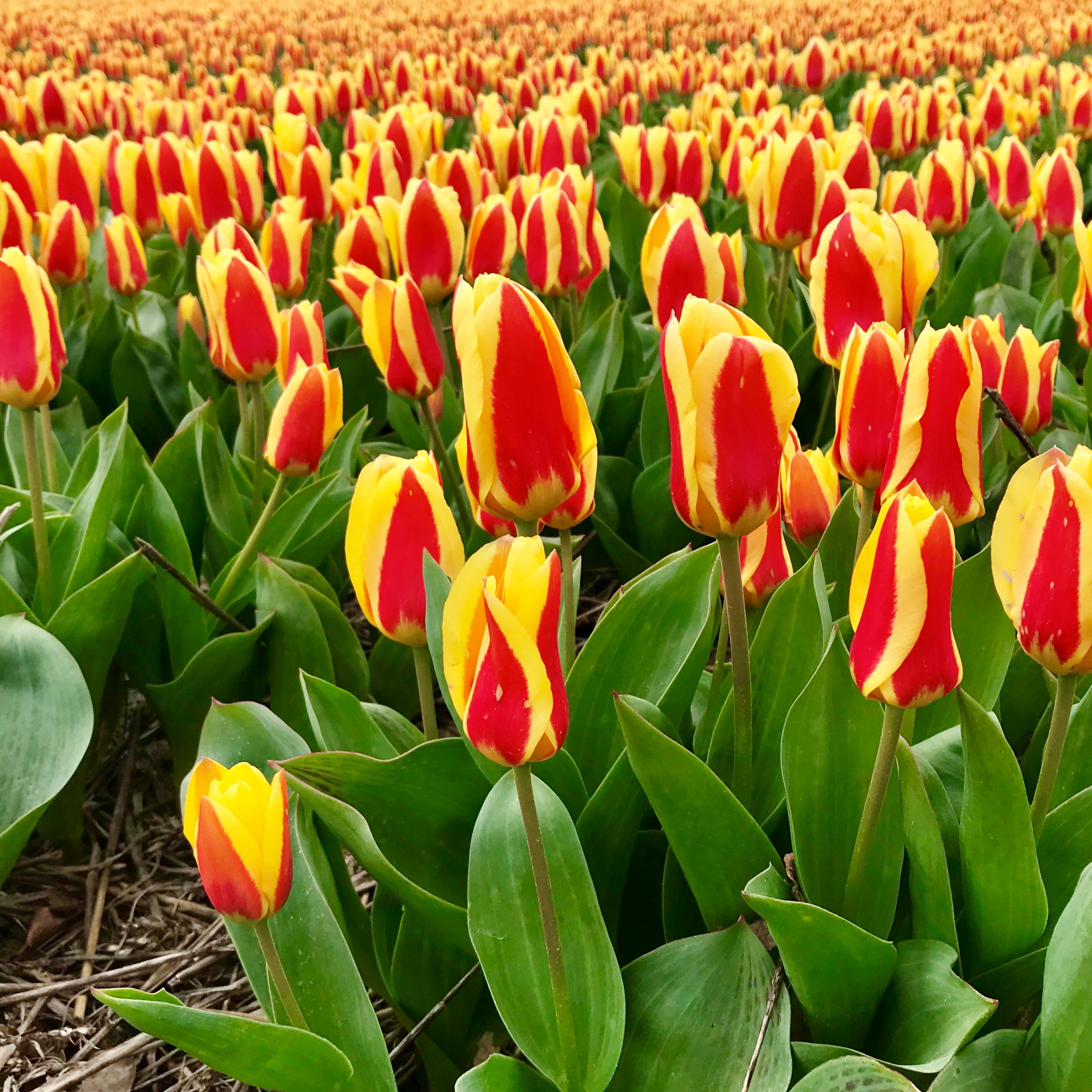 Prachtige tulpen op het bollenveld in Egmond aan den Hoef. Jos en Ada van de Pol zijn er wat trots op... (Foto: Marja Bak-Aal).