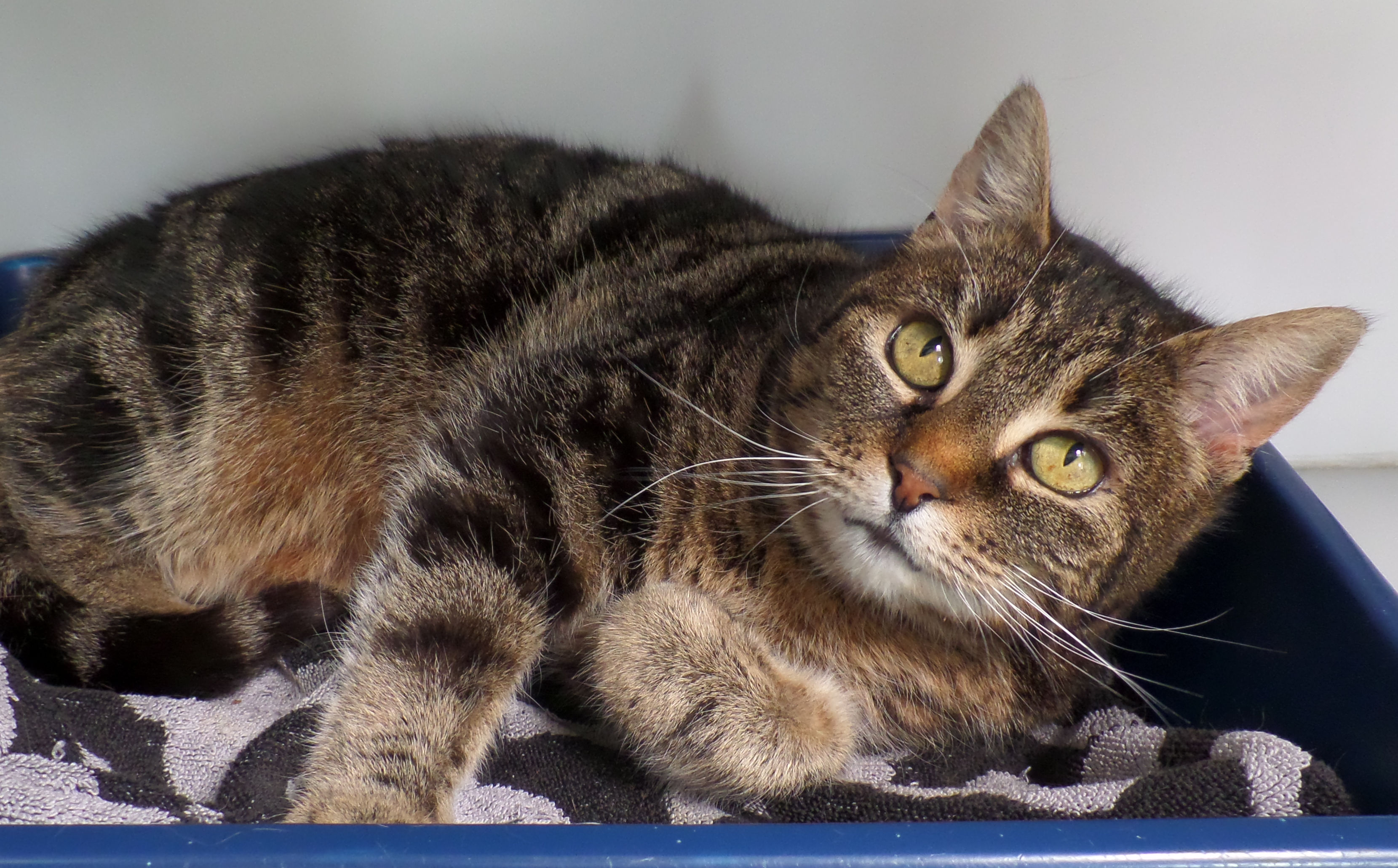 Noesse is een aanhankelijke, lieve poes die graag geknuffeld wordt. (Foto: aangeleverd)