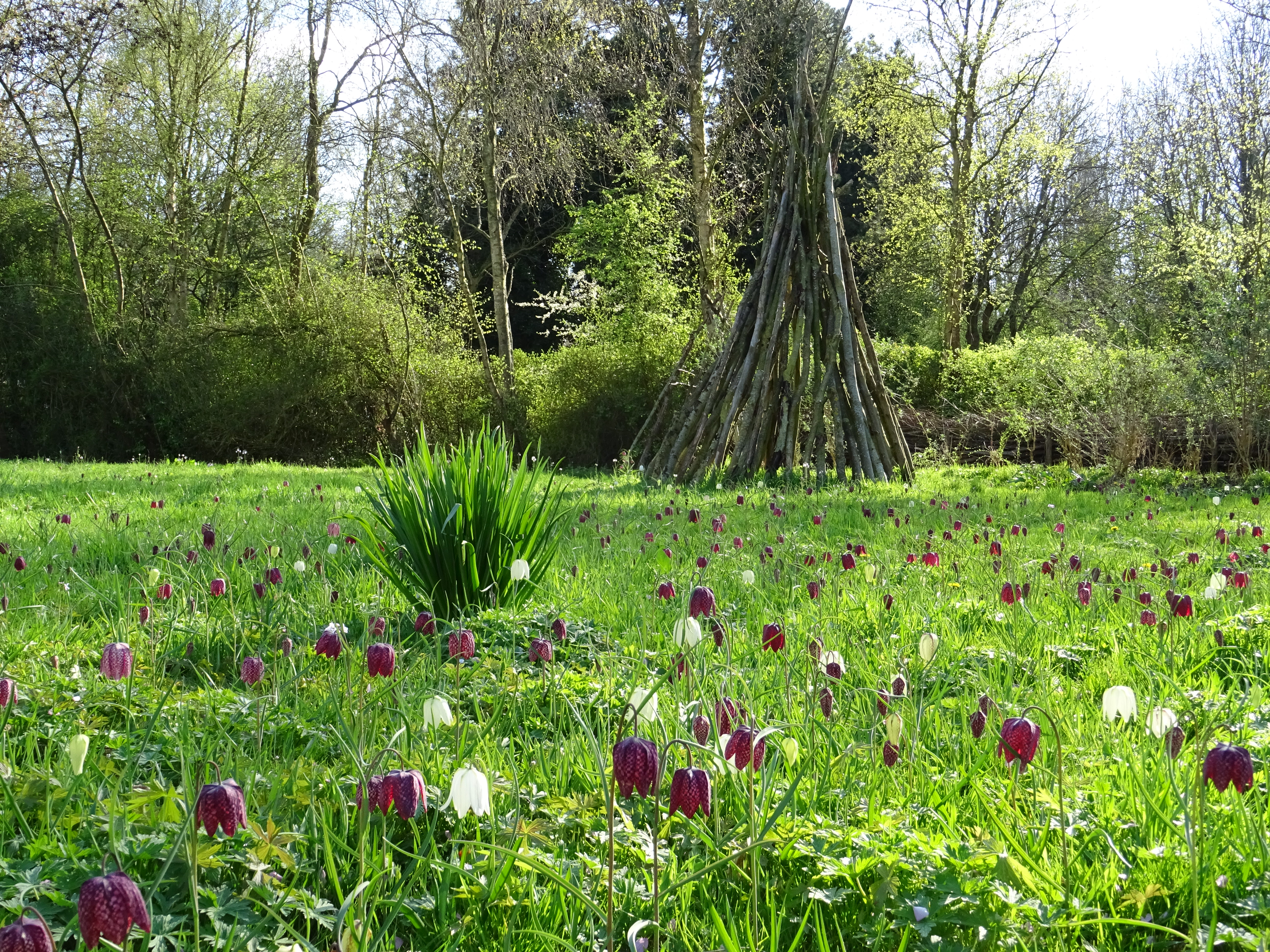 'Op het bloemenweiland laten de kievitsbloemen zich eindelijk zien!' (aangeleverde foto)