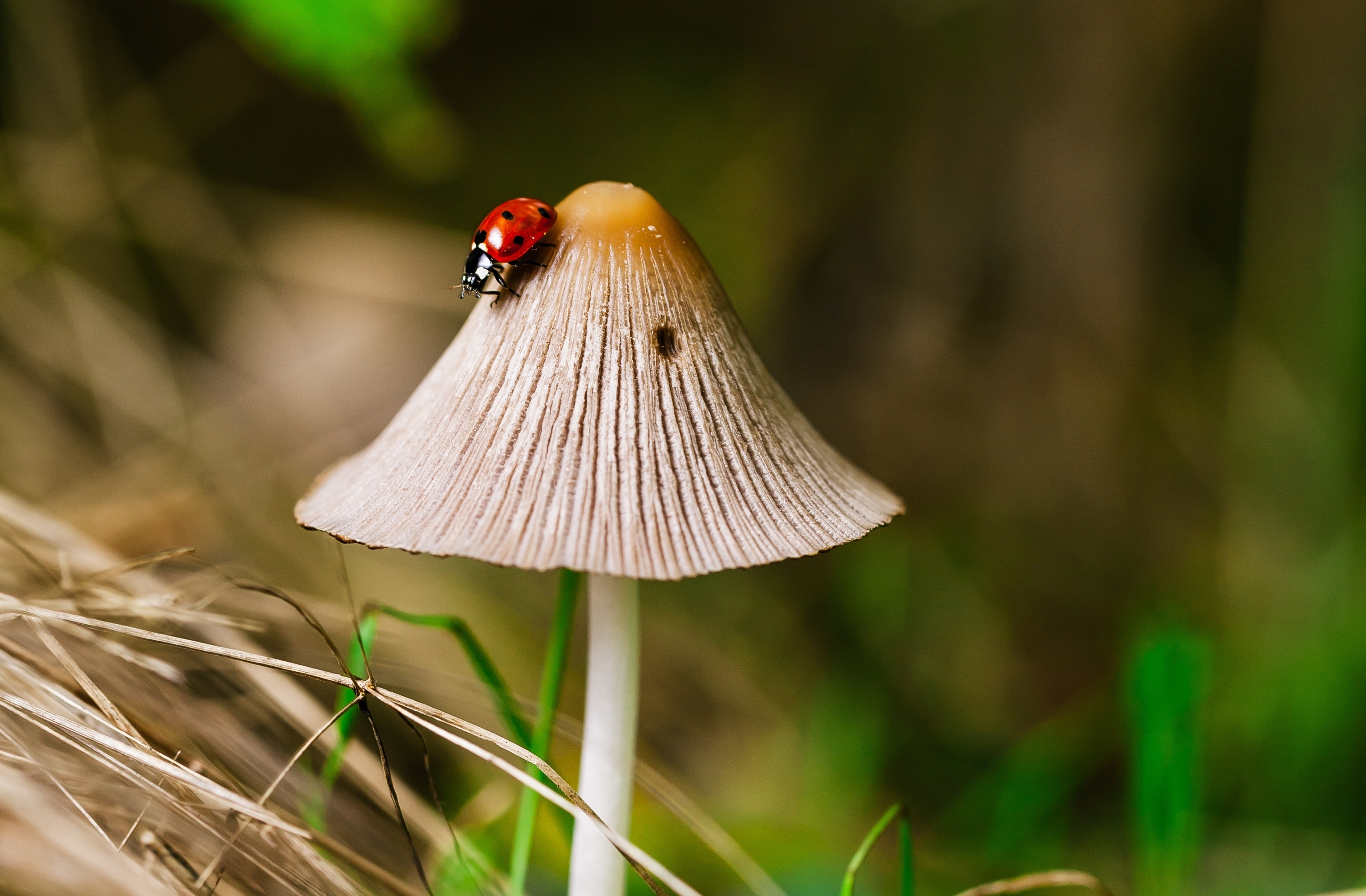 Marc Siepman houdt de gratis cursus Ondergronds Gezwam in Natuurcentrum Heukelshof. (Foto: aangeleverd)