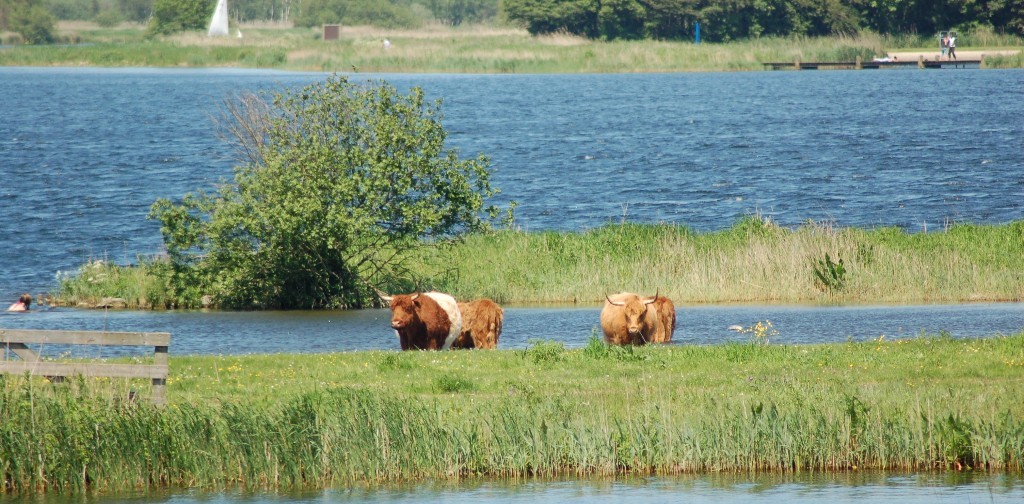 Ontdekken wat het Twiske te bieden heeft. (Foto: aangeleverd)