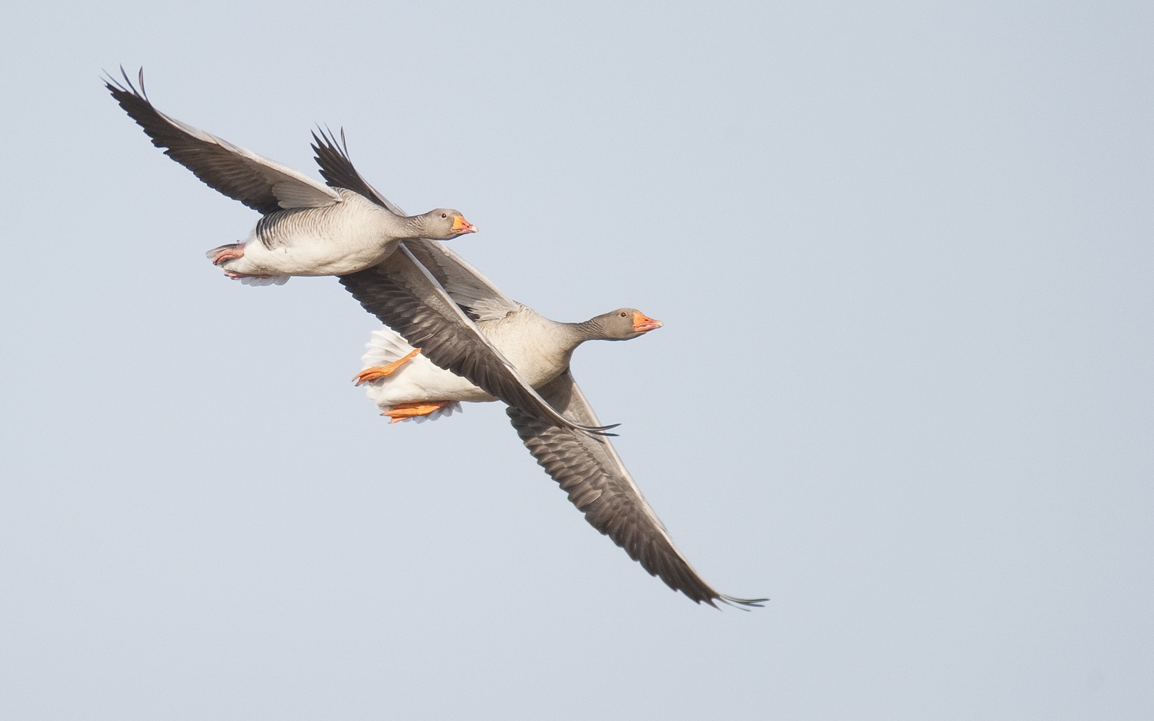Kinderen kunnen van alles leren over de vogels tijdens de activiteit. (Foto: aangeleverd)