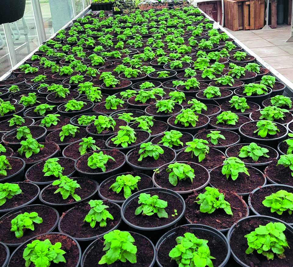 De plantenmarkt op het Clusius College is op 26 april. (foto aangeleverd)
