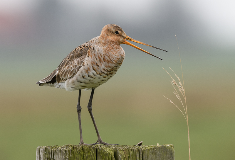 Grutto. (Foto: Johan van der Vegt)