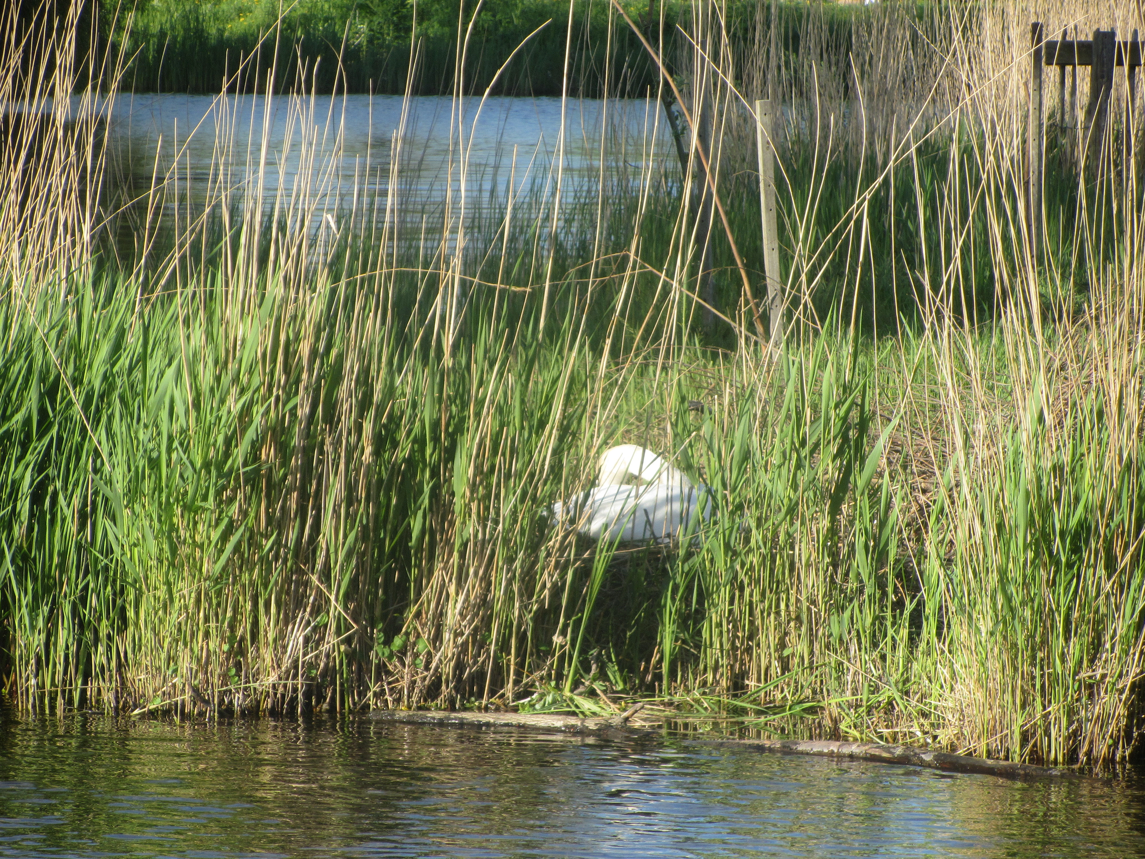 Terug op het nest. (Foto: JWvD)