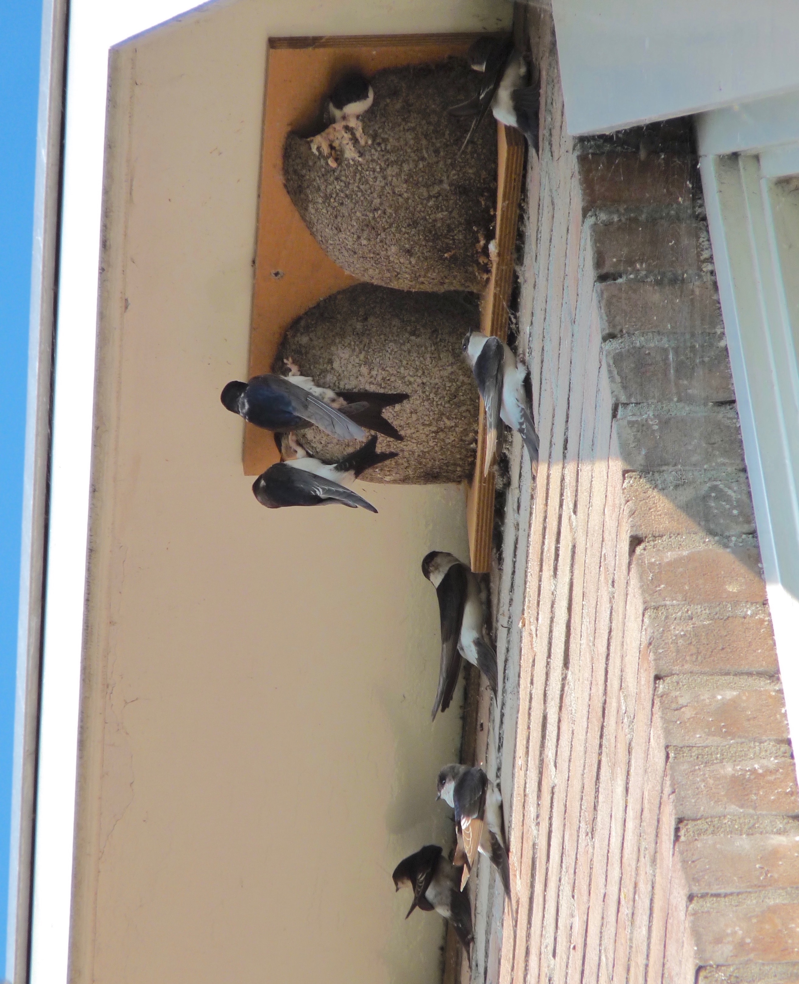 Een nest van de huiszwaluw. (Foto: aangeleverd)