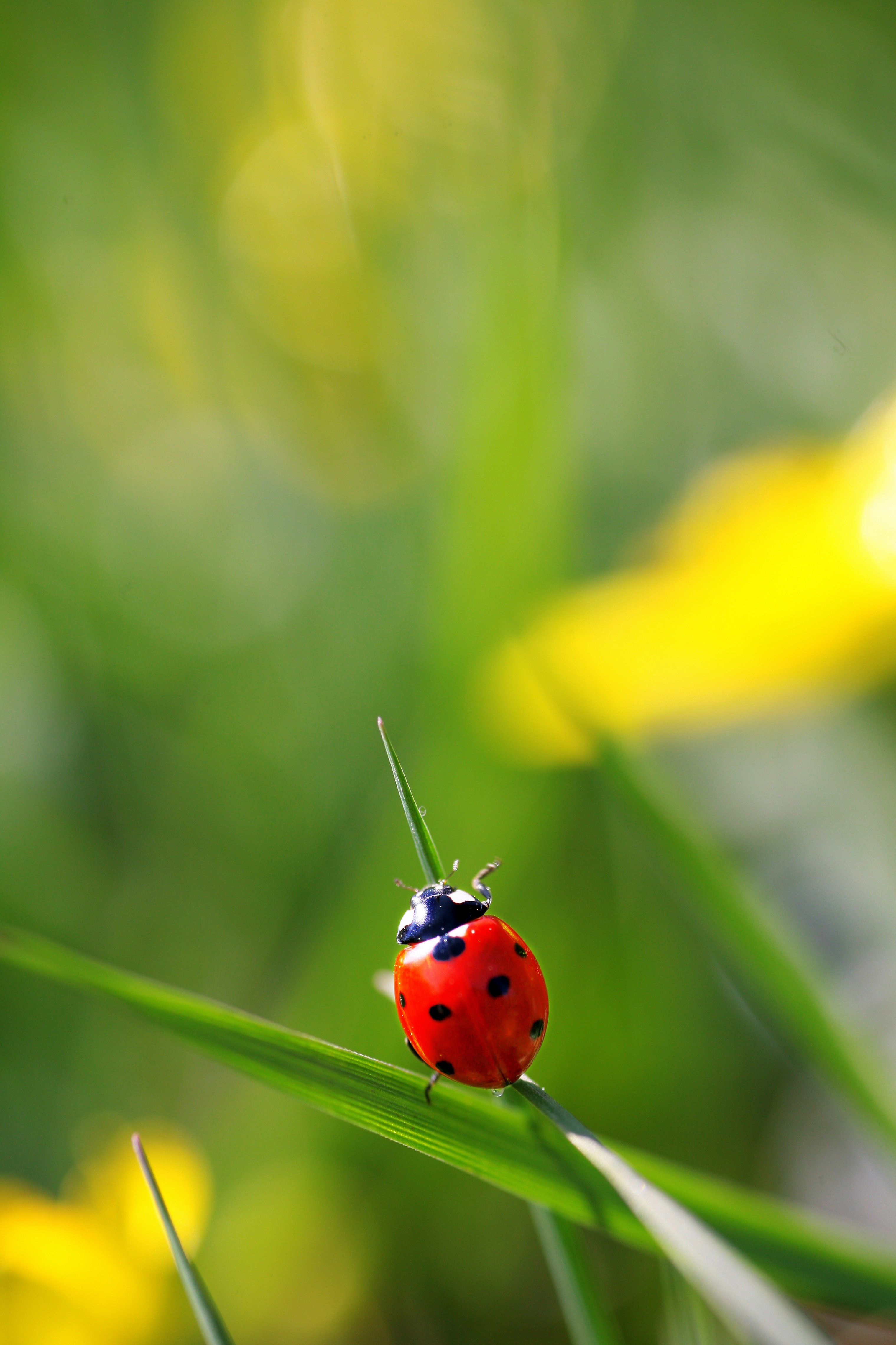 Een lieveheersbeestje. (Foto: Fotolia)