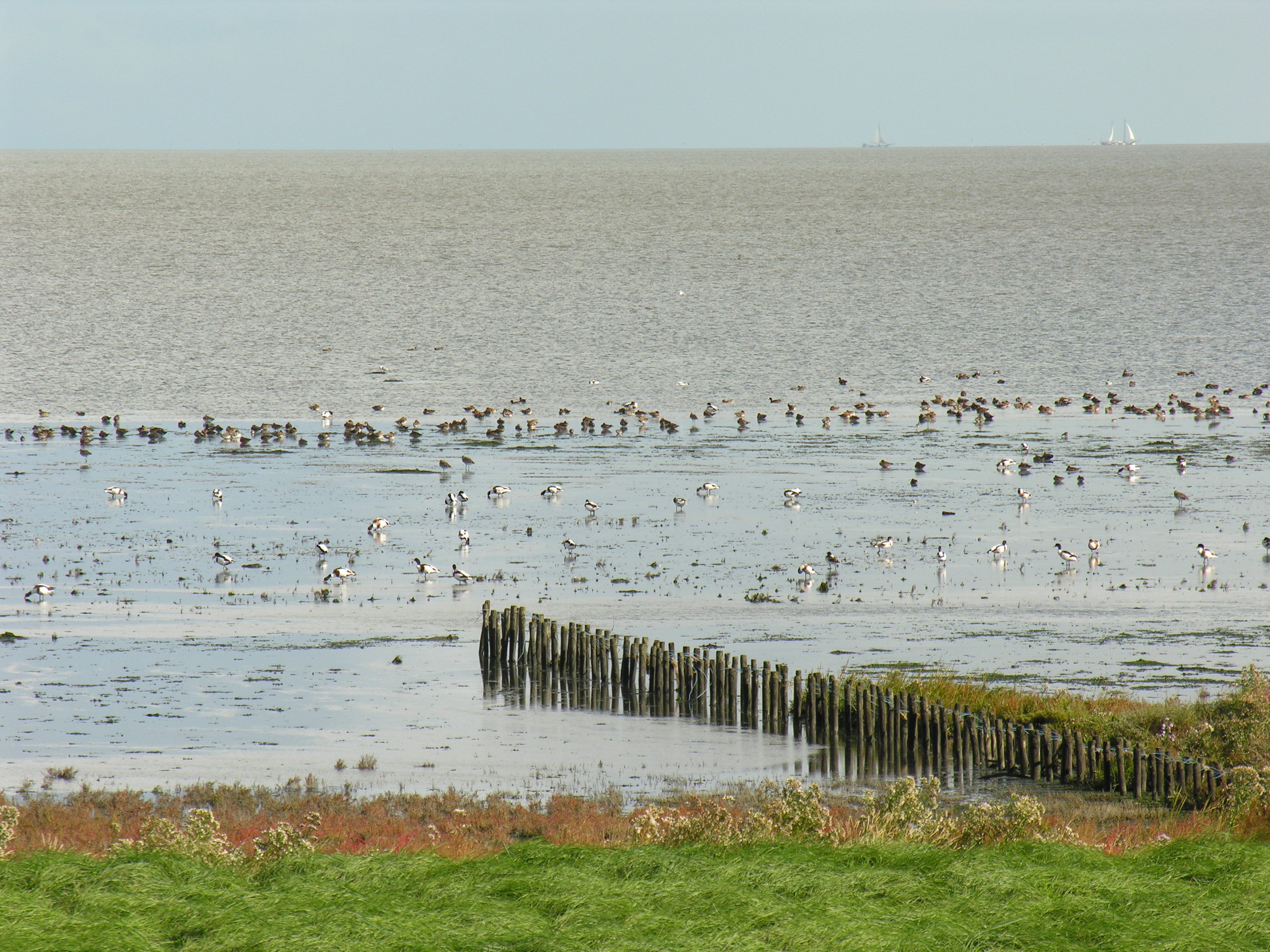 Het Balgzand vormt een ideale broedplaats voor diverse vogels. (Foto: Jan Zijp)