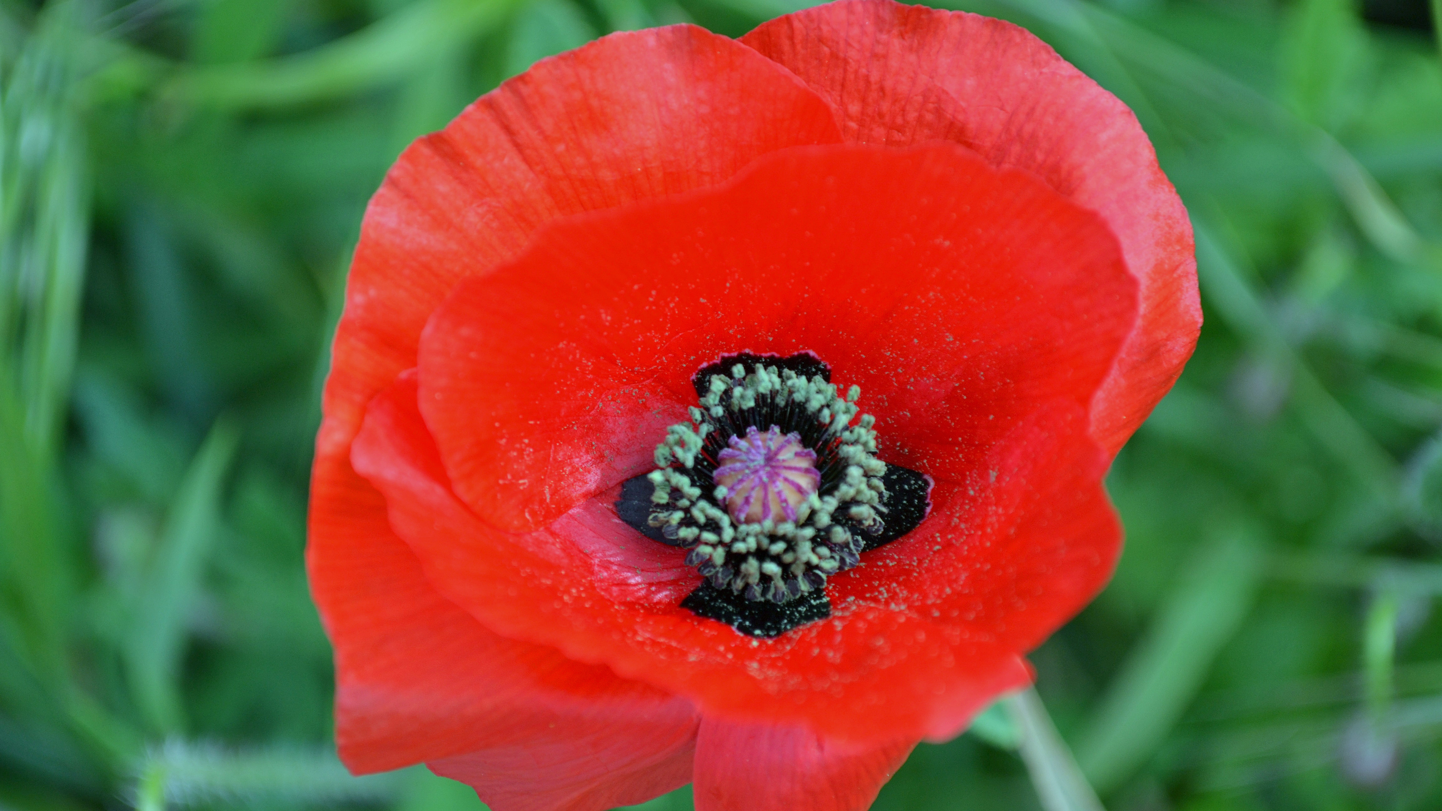 De klaprozen komen er ook weer aan, de prachtige rode bloemen in het duin (Foto: Sjef Kenniphaas).
