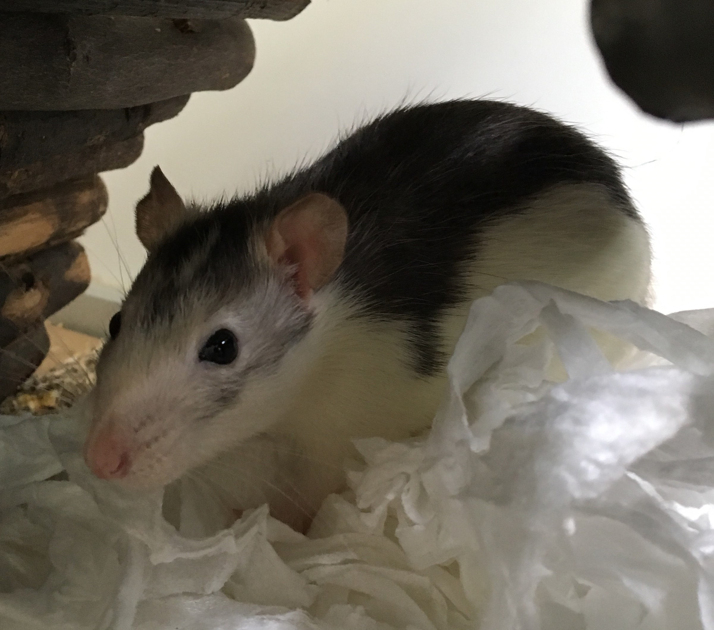 Wie heeft interesse in een lief en sociaal huisdier? Kom eens kijken naar een ratje in de dierenopvang in Tuitjehorn. (Foto: aangeleverd)