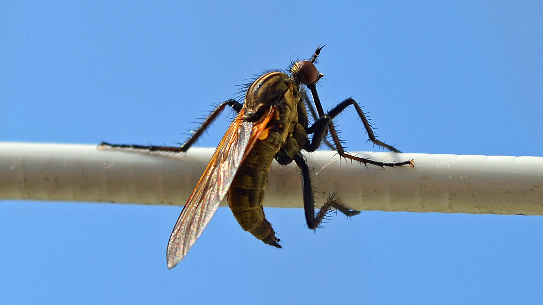 Een heel klein raar vliegje op de waslijn in de zon (Foto: Sjef Kenniphaas).