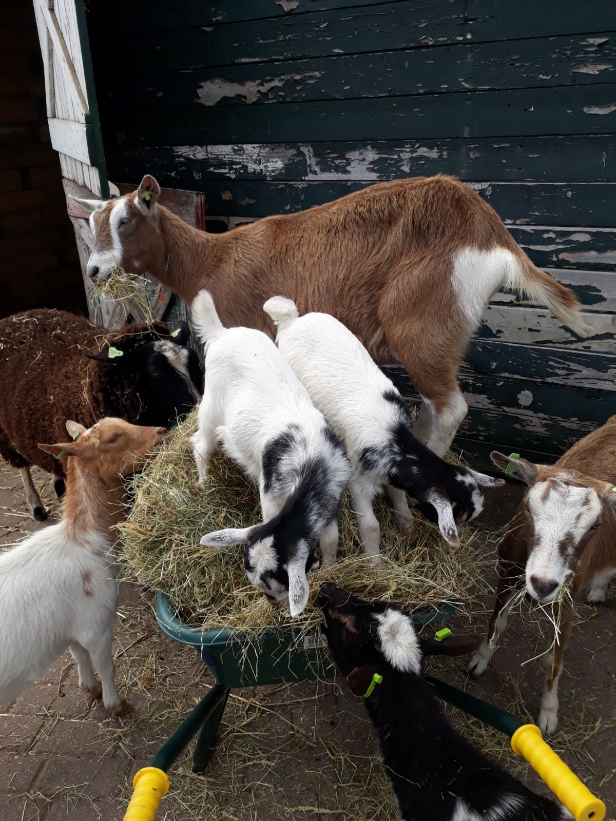 Beestachtig gezellig bij Kinderboederij De Veldmuis. (Foto: Kinderboerderij De Veldmuis)
