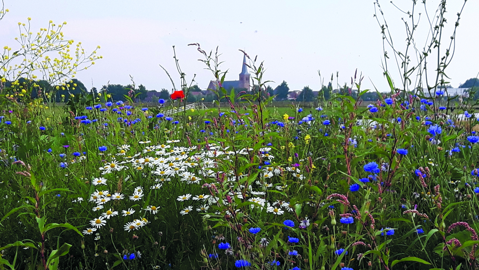 De gidsen vertellen over de historie en het beheer van dit gebied, de bloemen en planten en de vele (water)vogels. (Foto: Toos Brink)