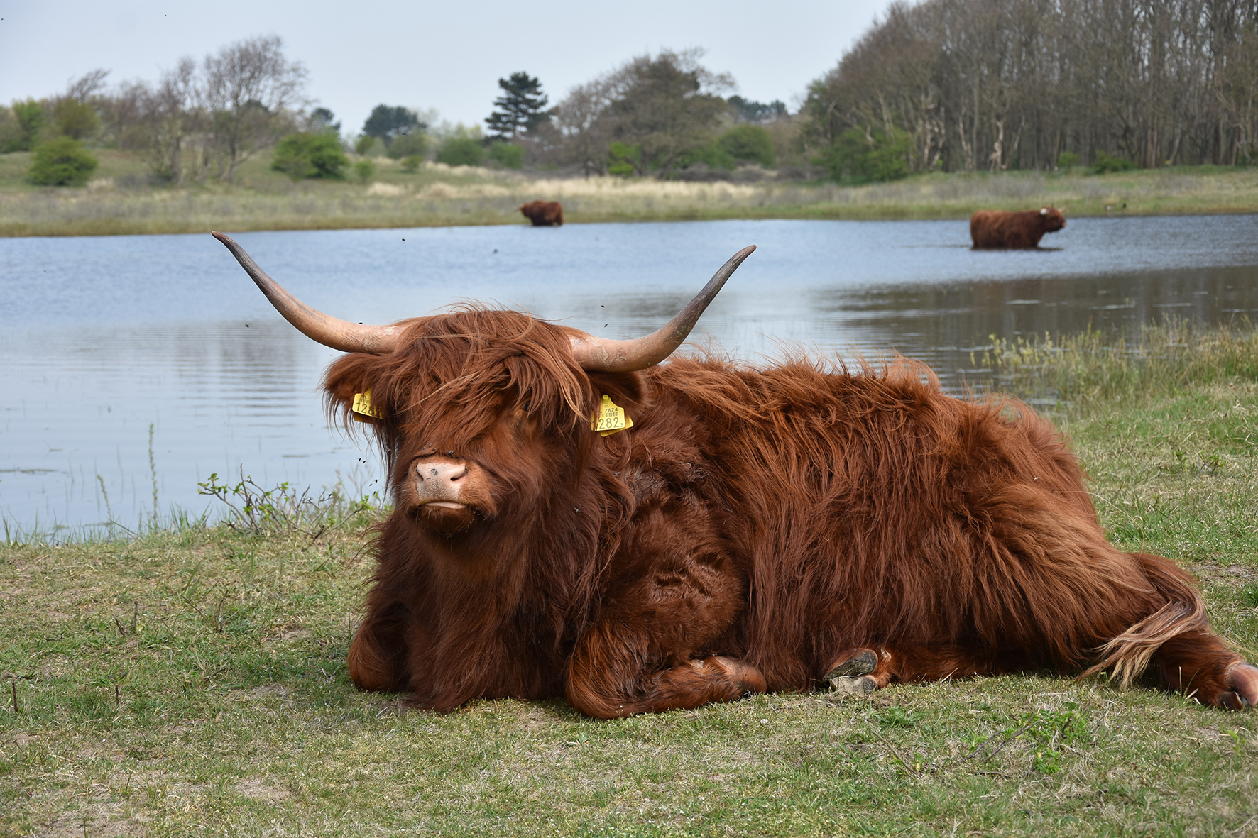 (Foto: Keat Kho: Schotse Hooglanders op de Westert (Liobapoel).
