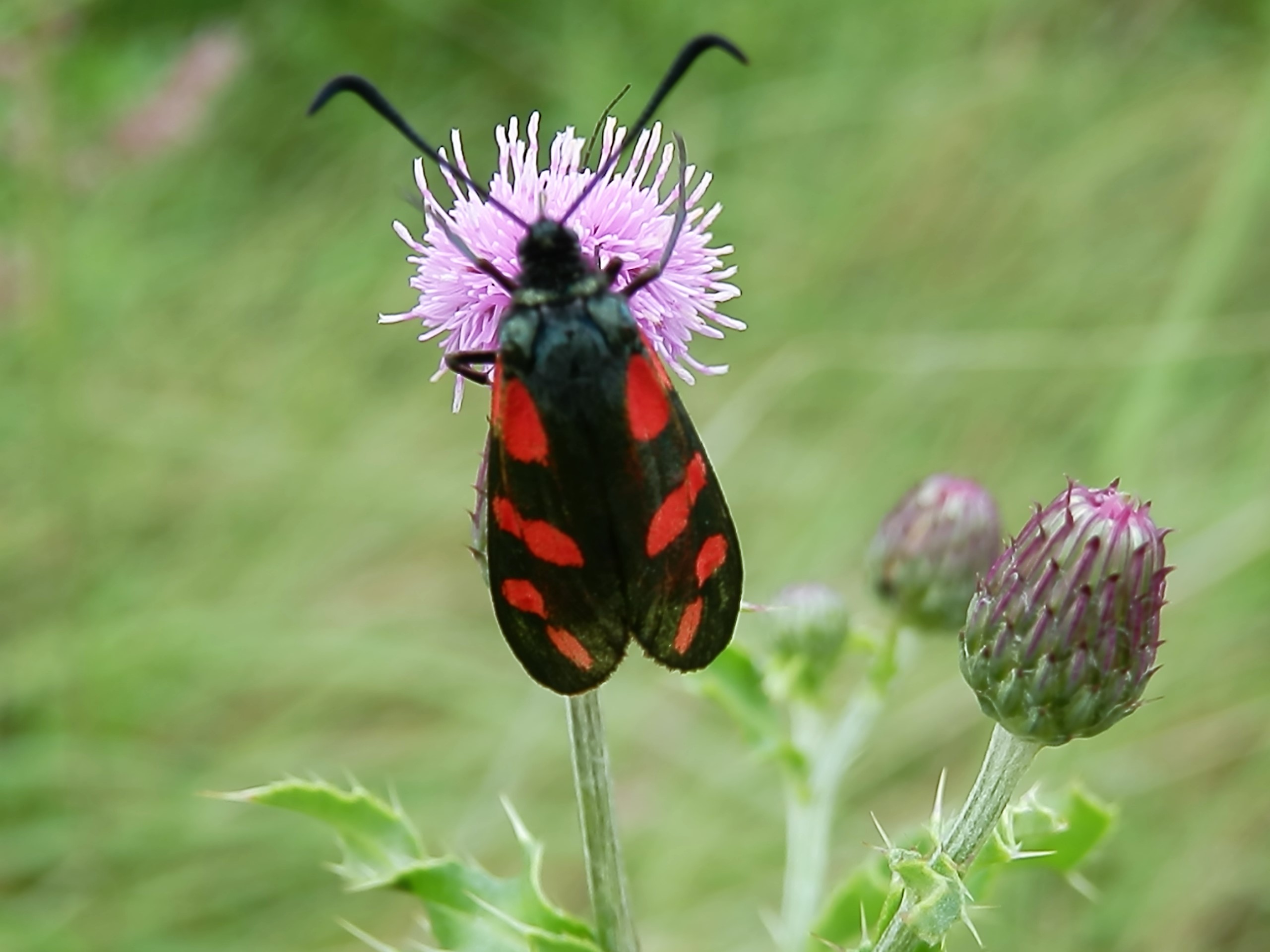 De natuur in met IVN gids