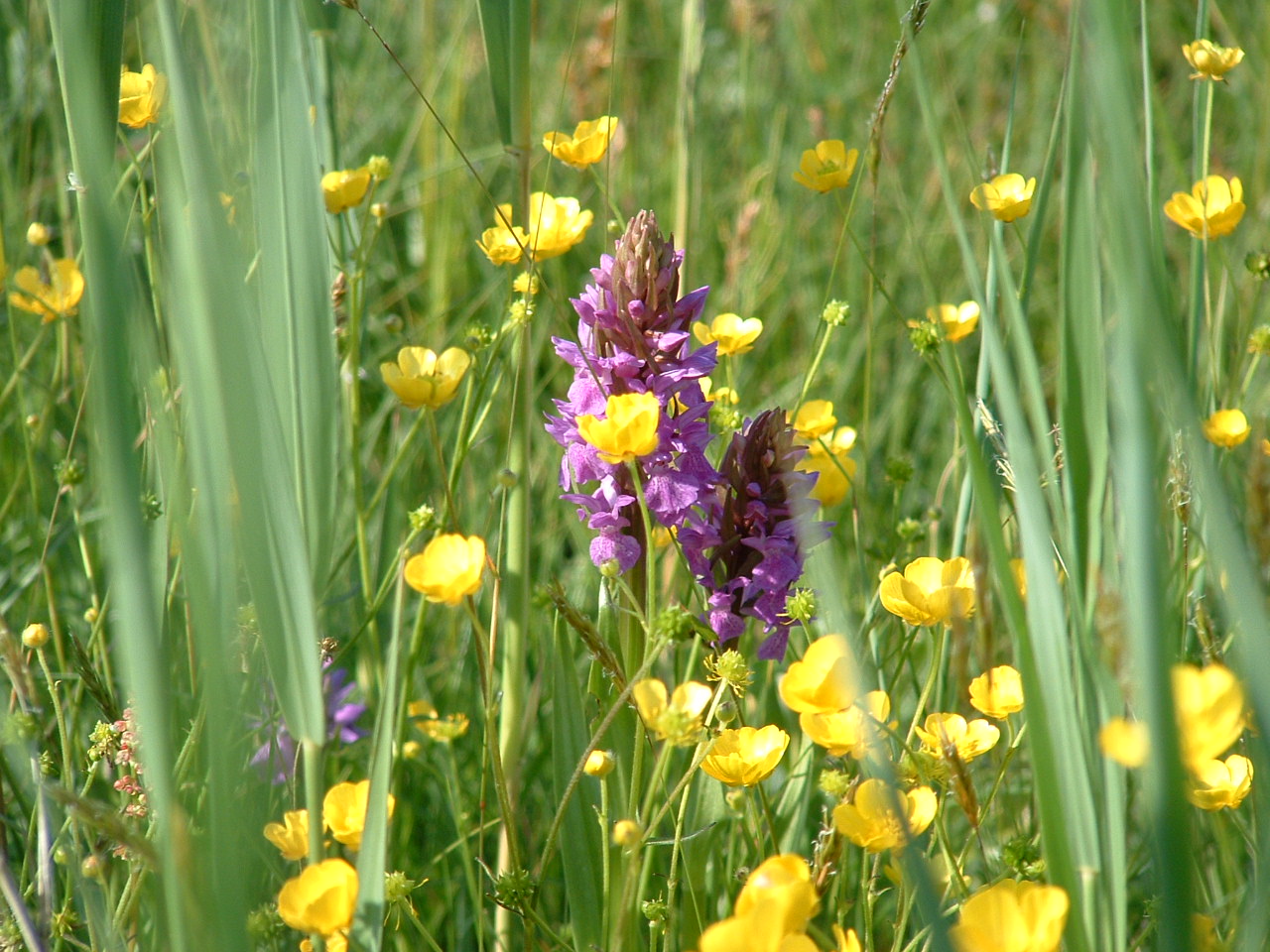 Bredeorchis en boterbloem. (Foto: Natuurmonumenten)