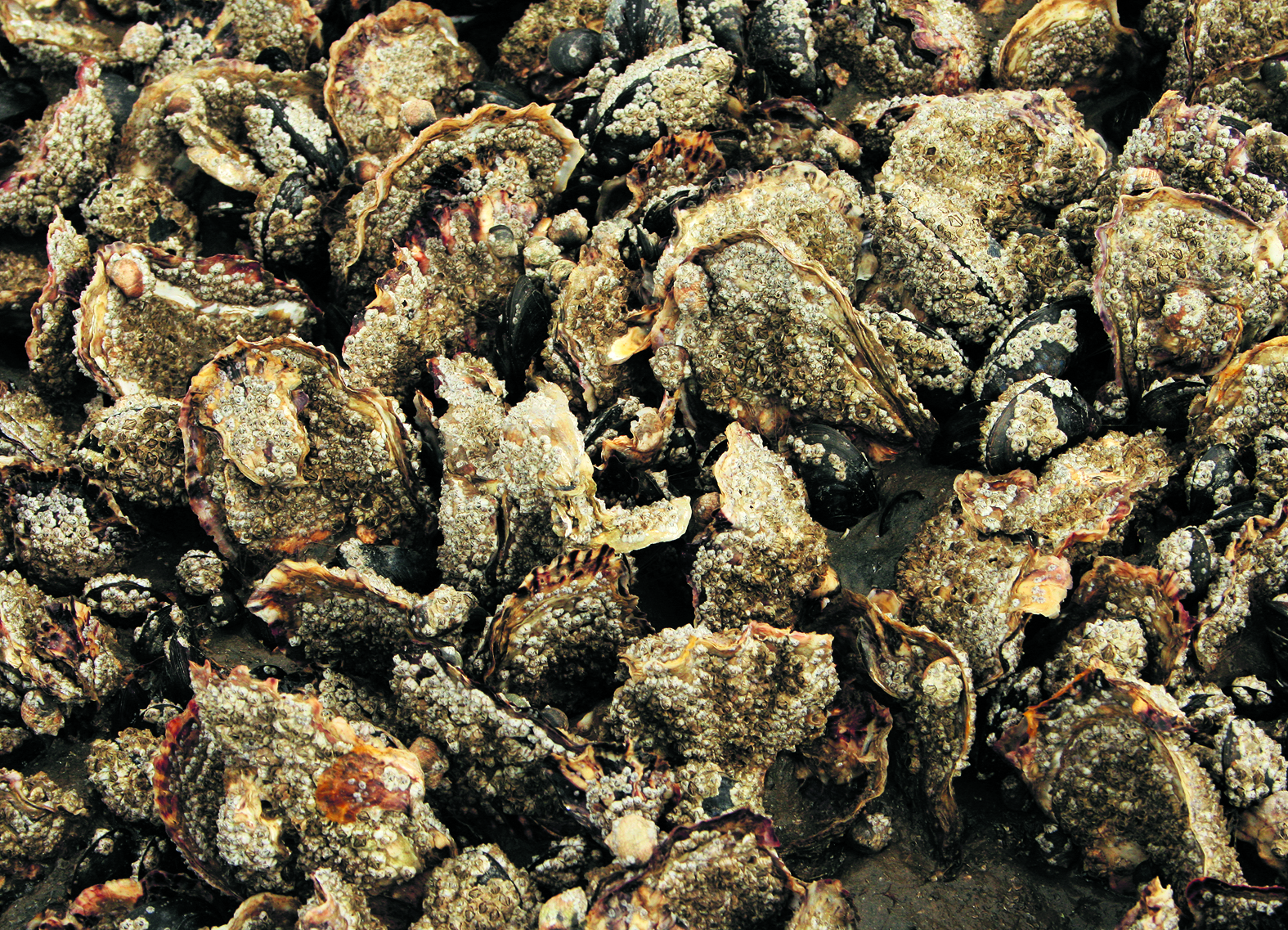 Japanse oesters met zeepokken. (Foto: Jaap Booij)