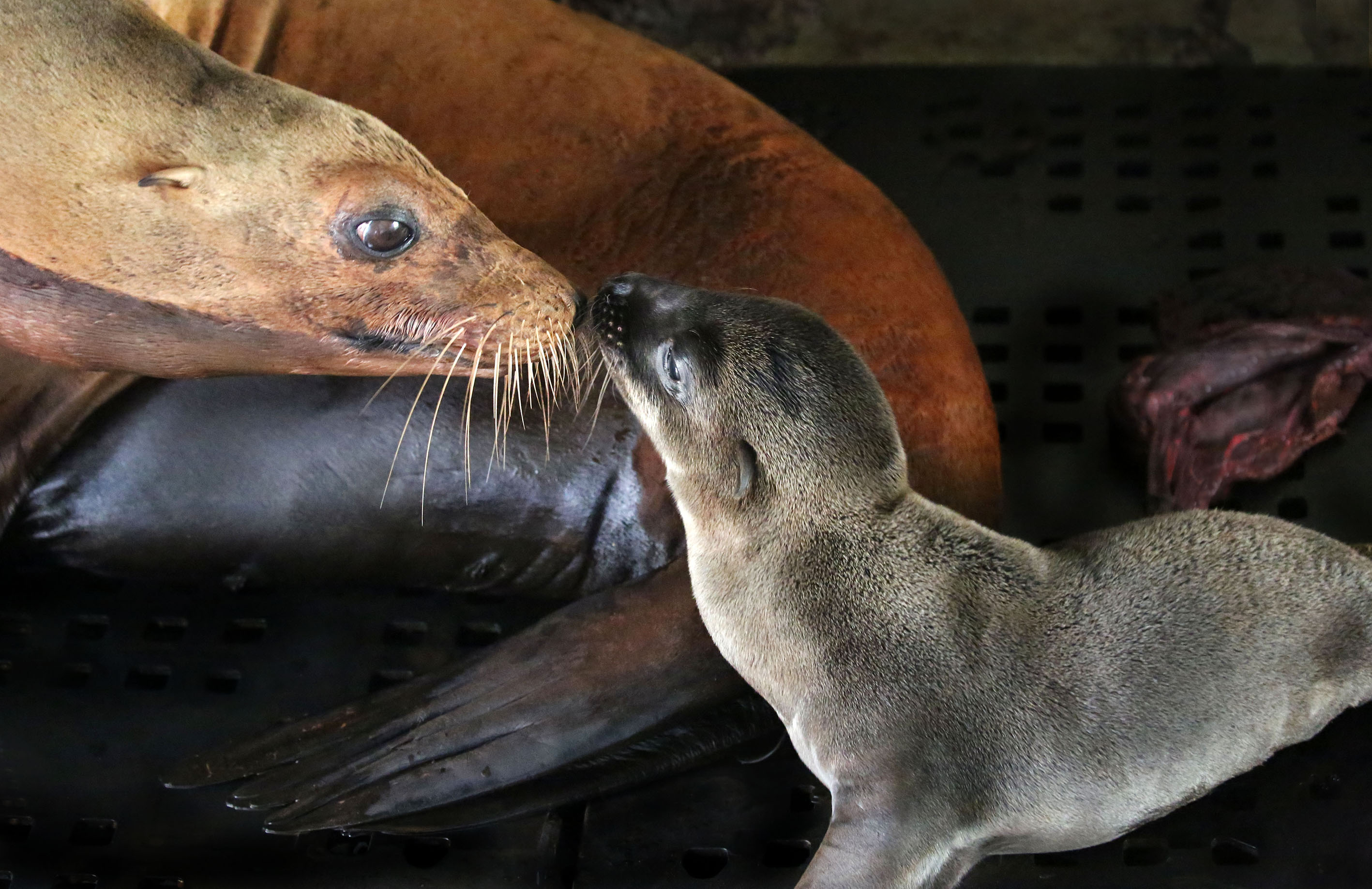 Twee Californische zeeleeuwen geboren in ARTIS. (Foto: ARTIS, Ronald van Weeren)