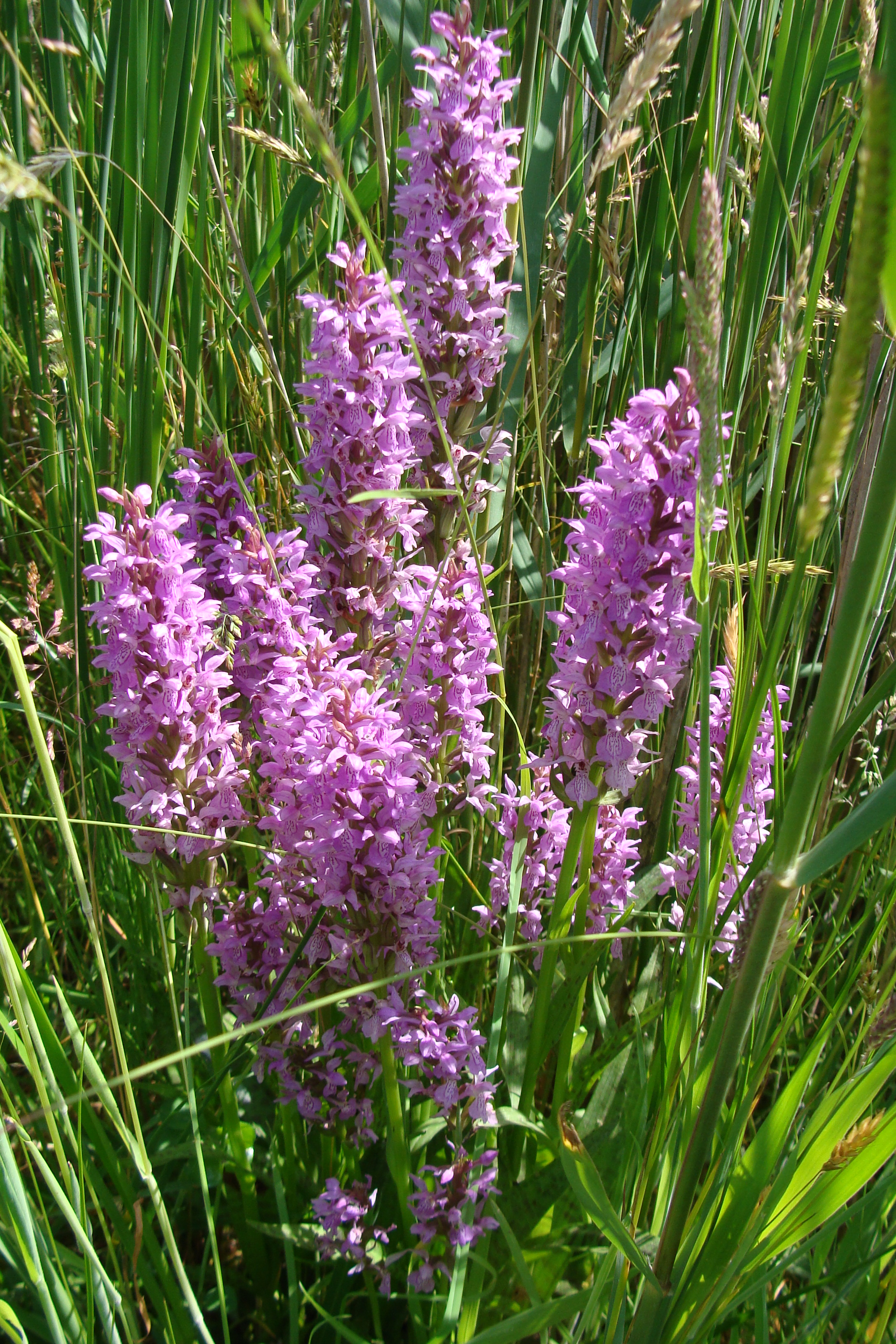 Rietorchis in het natuurpark. (Foto: aangeleverd)