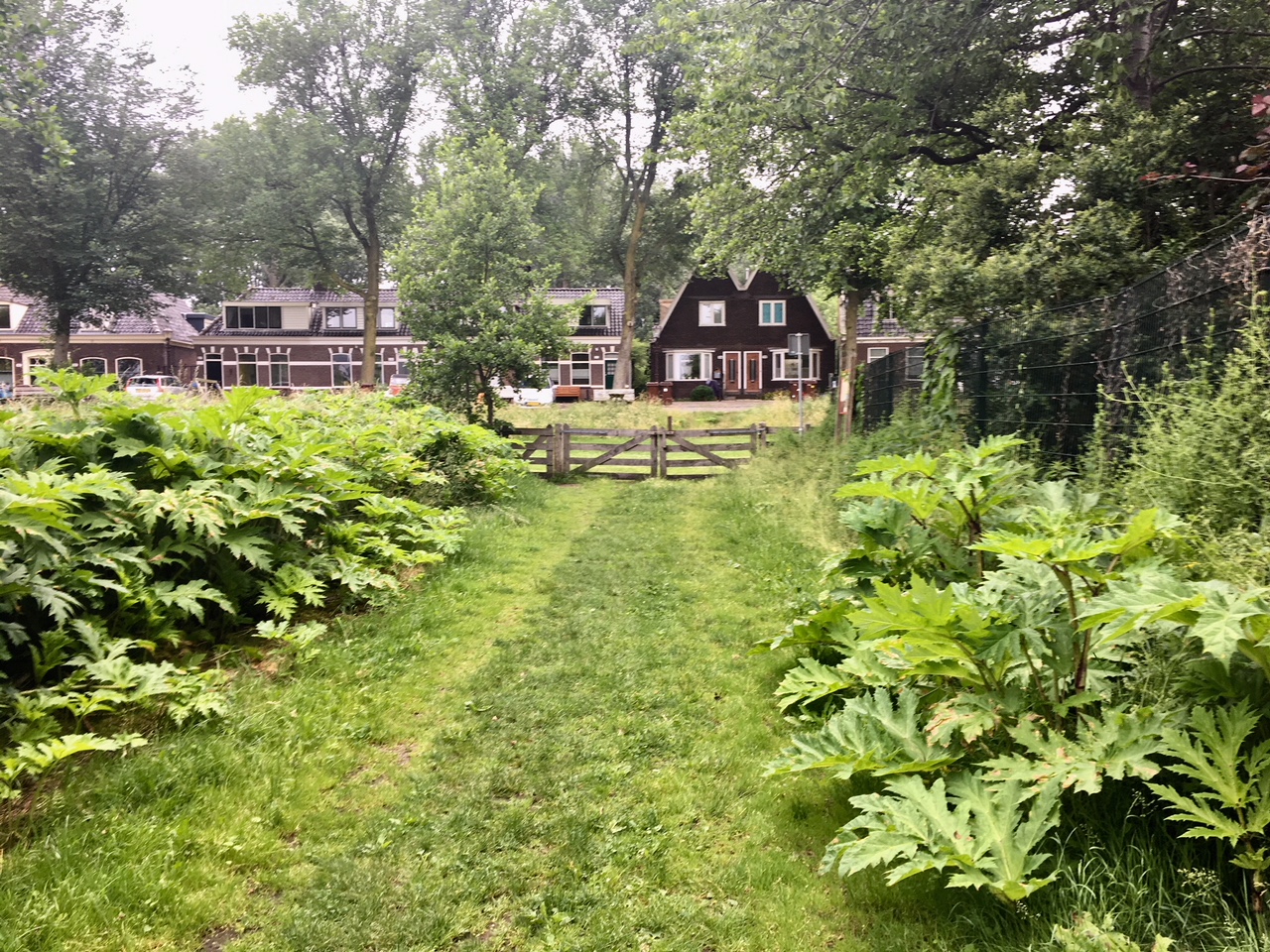Reuzenberenklauw Schellingwouderpark. (Foto: aangeleverd)