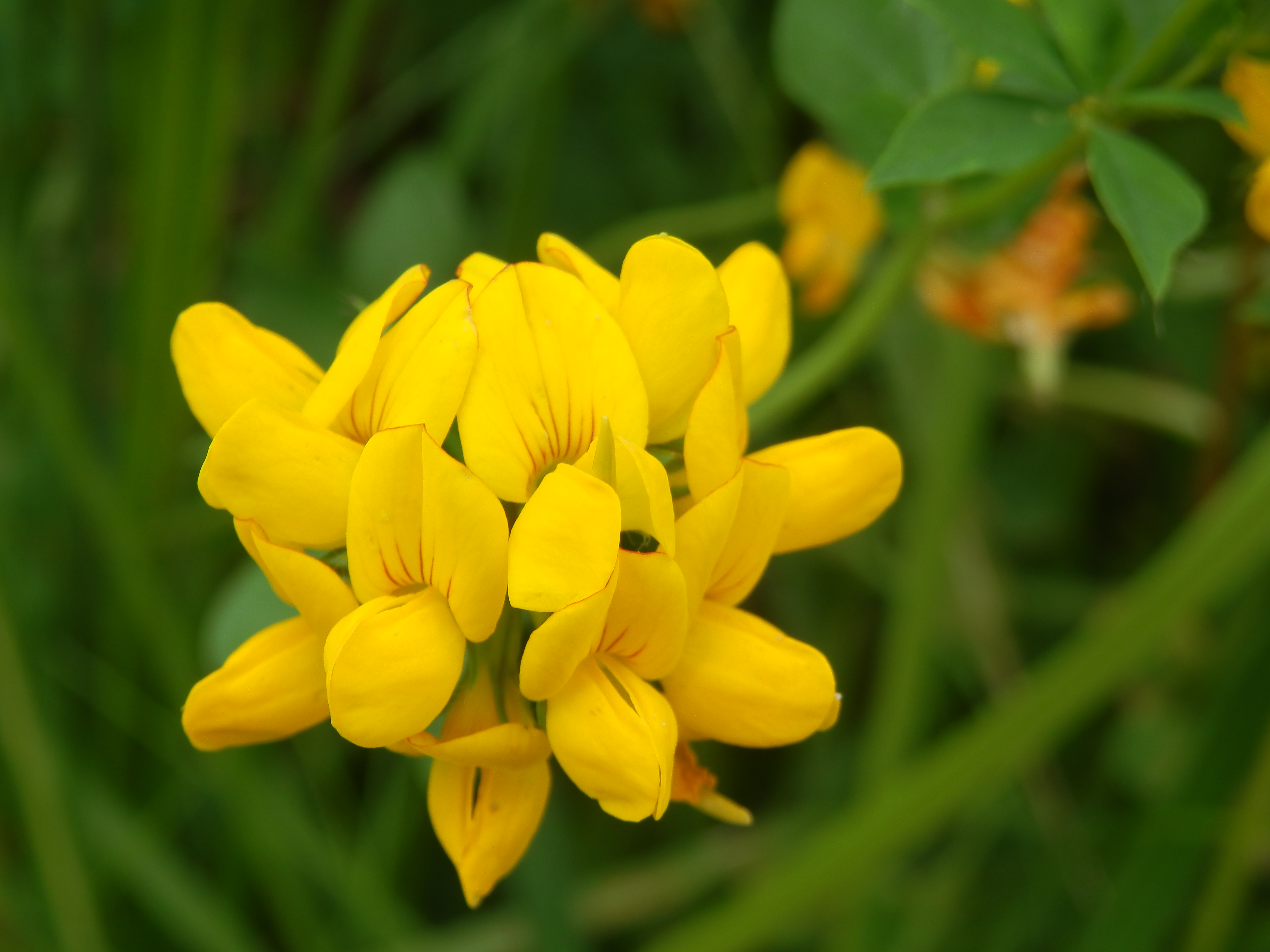De rietorchis, rolklaver en vele andere bloemen zullen volop bloeien. (Foto: aangeleverd)