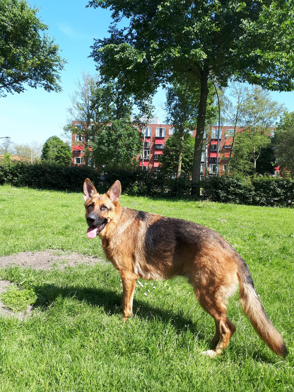 Speurhond Kyto. (Foto: Ellen Kok)