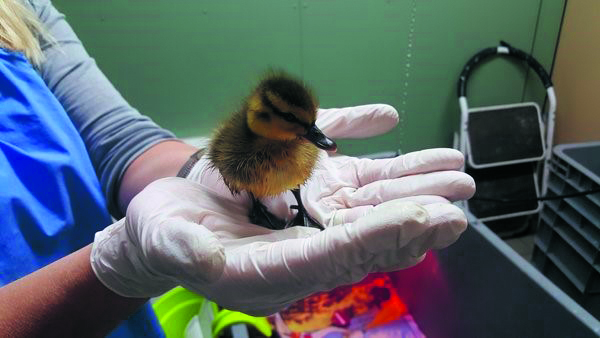 De Dierenbescherming in actie bij de verzorging van een pulletje. (Foto: De Dierenbescherming)
