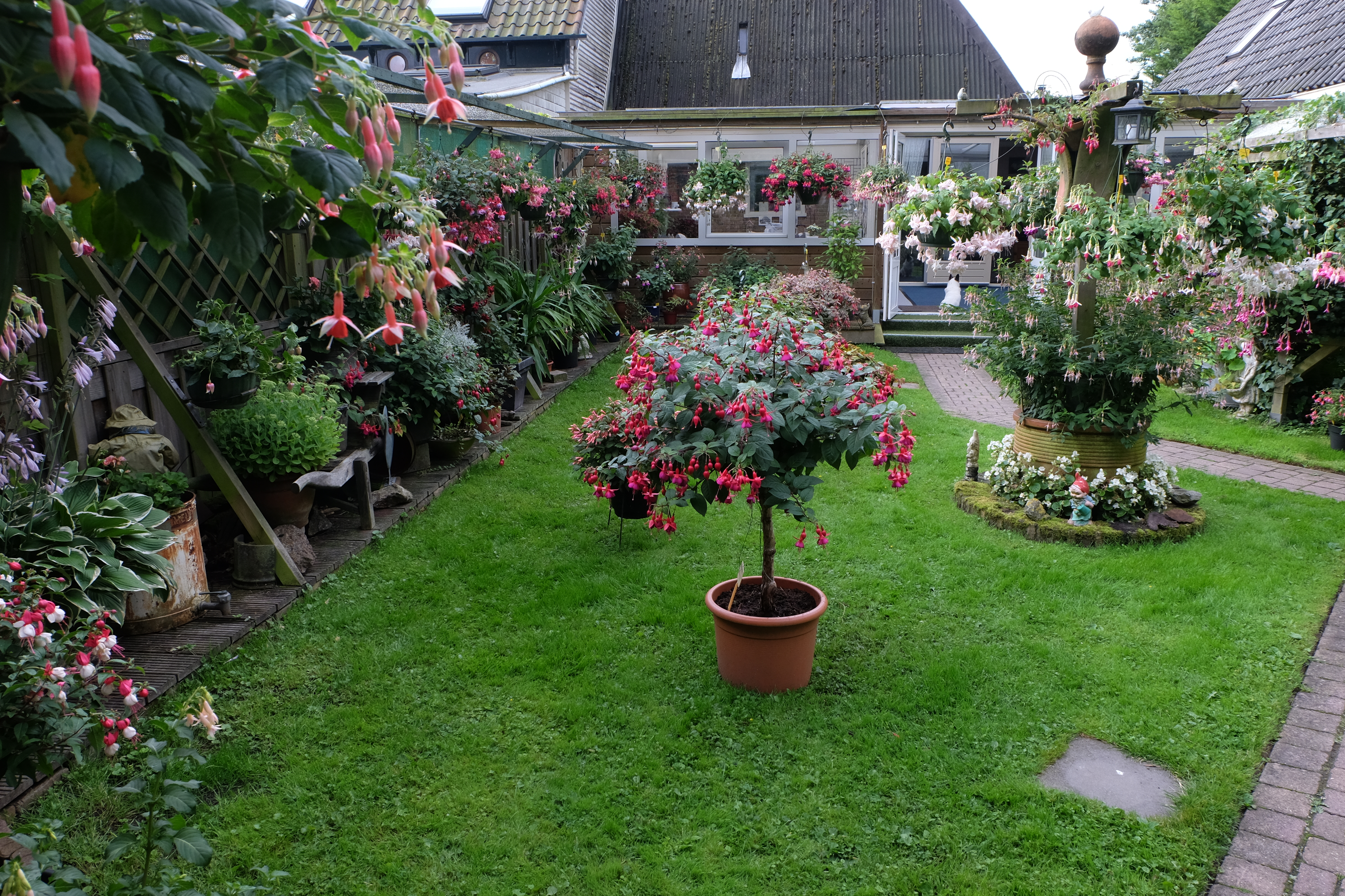 In de tuin van de familie Bijlsma in Hoogkarspel houdt Fuchsiavereniging Noord-Holland-Noord 14 en 15 juli haar fuchsiaweekend. (Foto: aangeleverd)