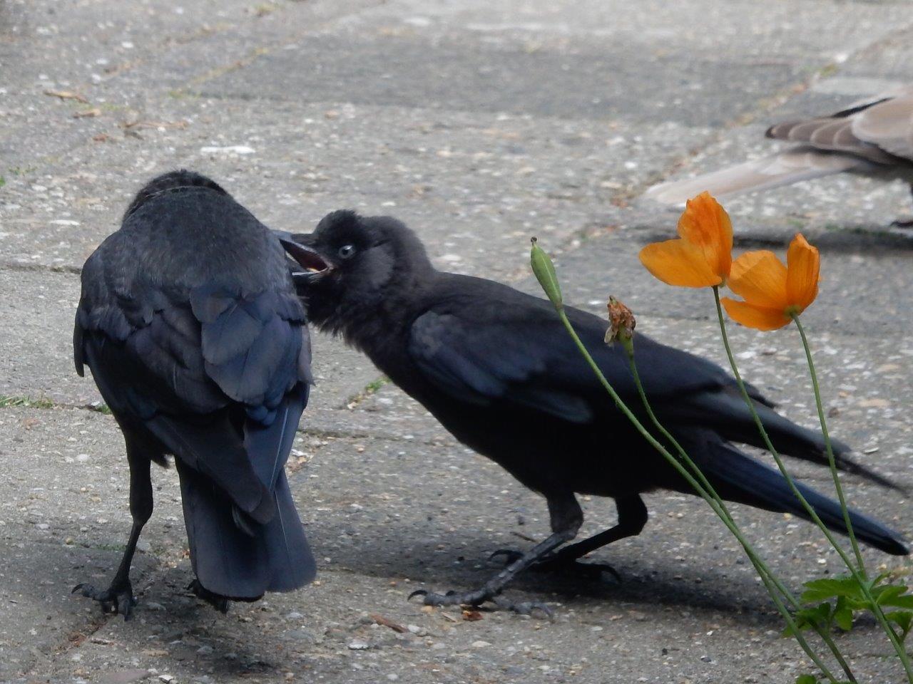 Jonge kauw wordt gevoerd door zijn ouder. (Foto: Klazina Klok)
