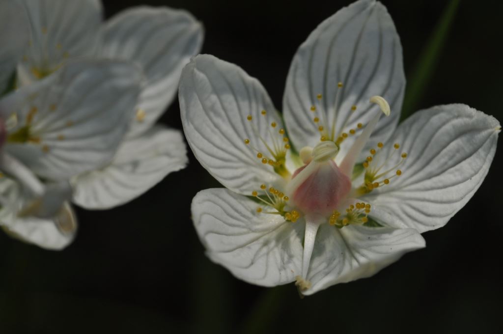 Het zeldzame plantje Parnassia. (Foto: aangeleverd)