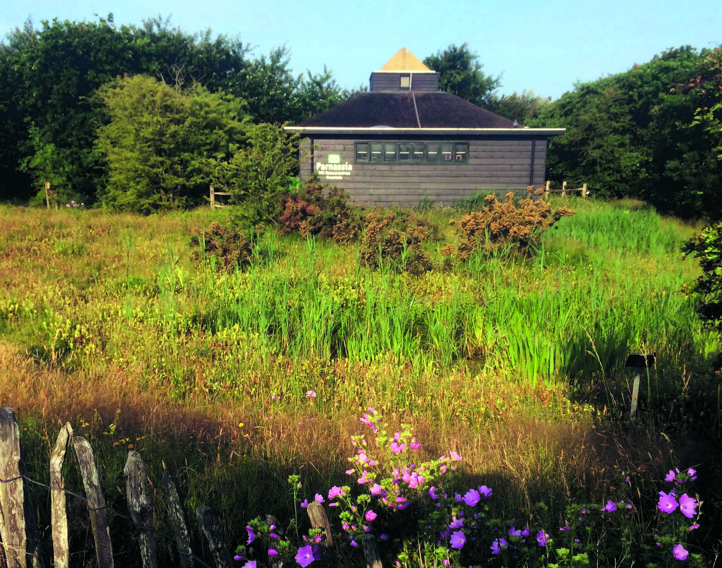 Momenteel staan er meer dan tweehonderd planten in de heemtuin. (Foto: aangeleverd)