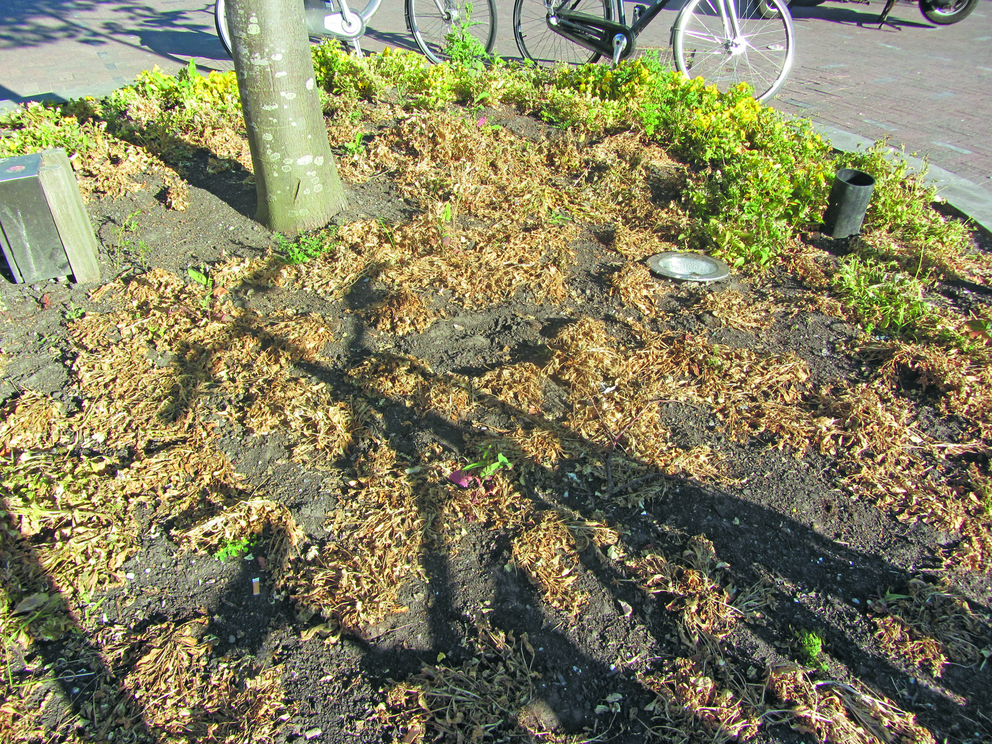 Droogte. (Foto: JWvD)