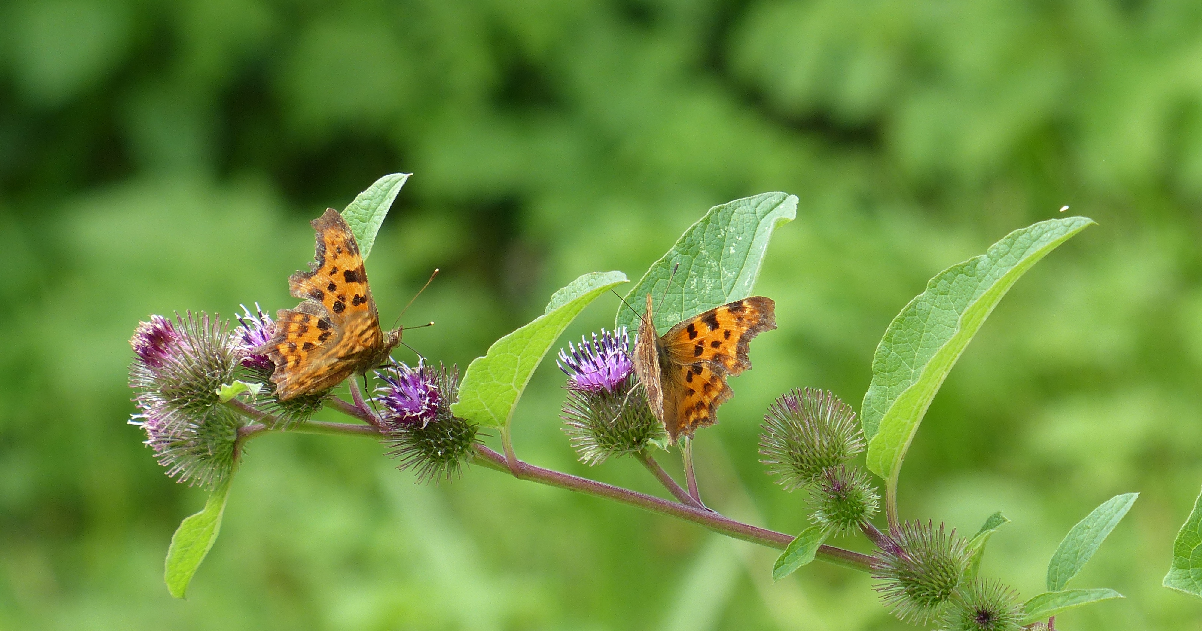 Gehakkelde aurealia's. (Foto: Toos Brink)
