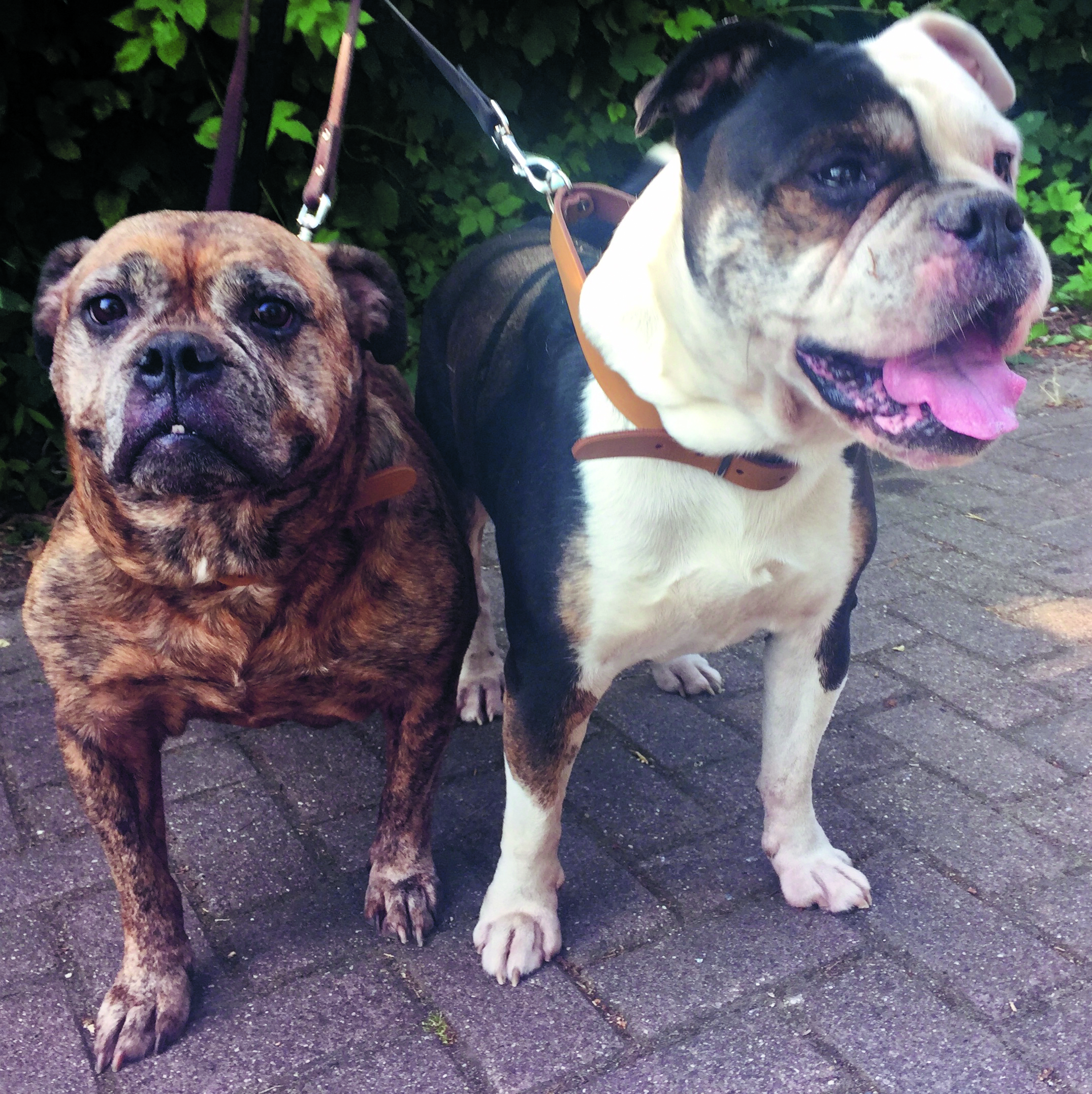 Jacky en Joy zoeken samen een nieuw huisje. (Foto: Rodi Media)