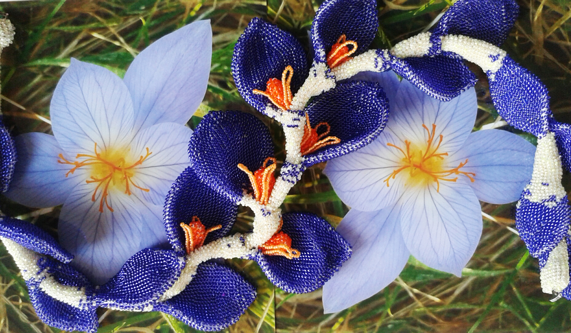 Krokus. (Foto: aangeleverd)