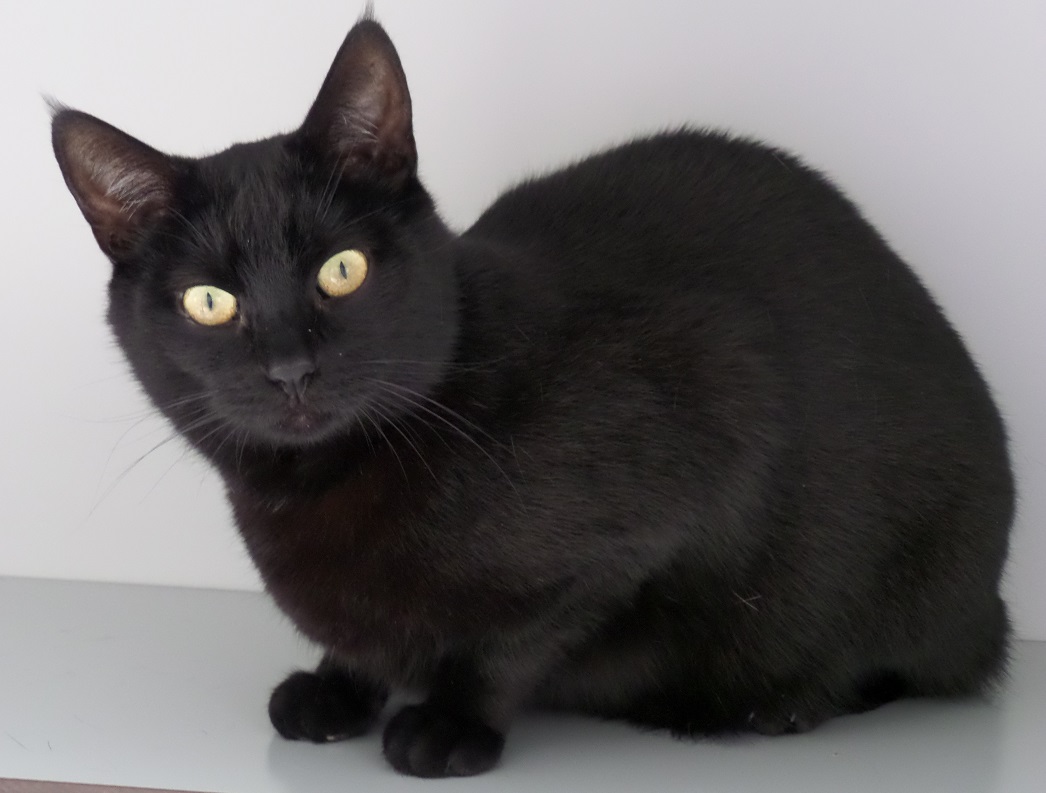 Kater Droppie zoekt een rustig huis, liefst met een tuin, waar hij ruim de tijd krijgt om te wennen. (Foto: aangeleverd)