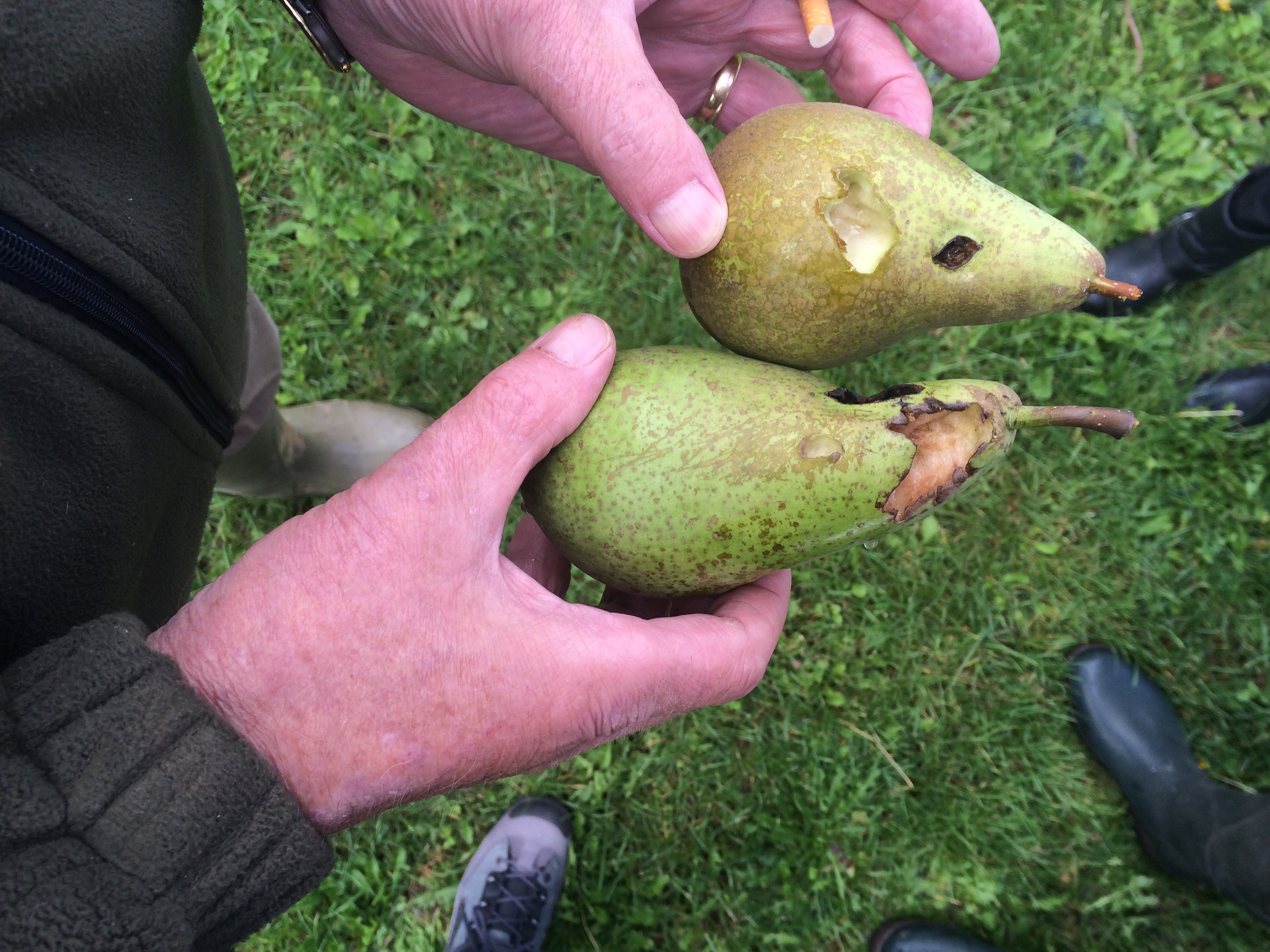Fruitschade door vogels wordt voor 60% vergoed. (Foto: aangeleverd)