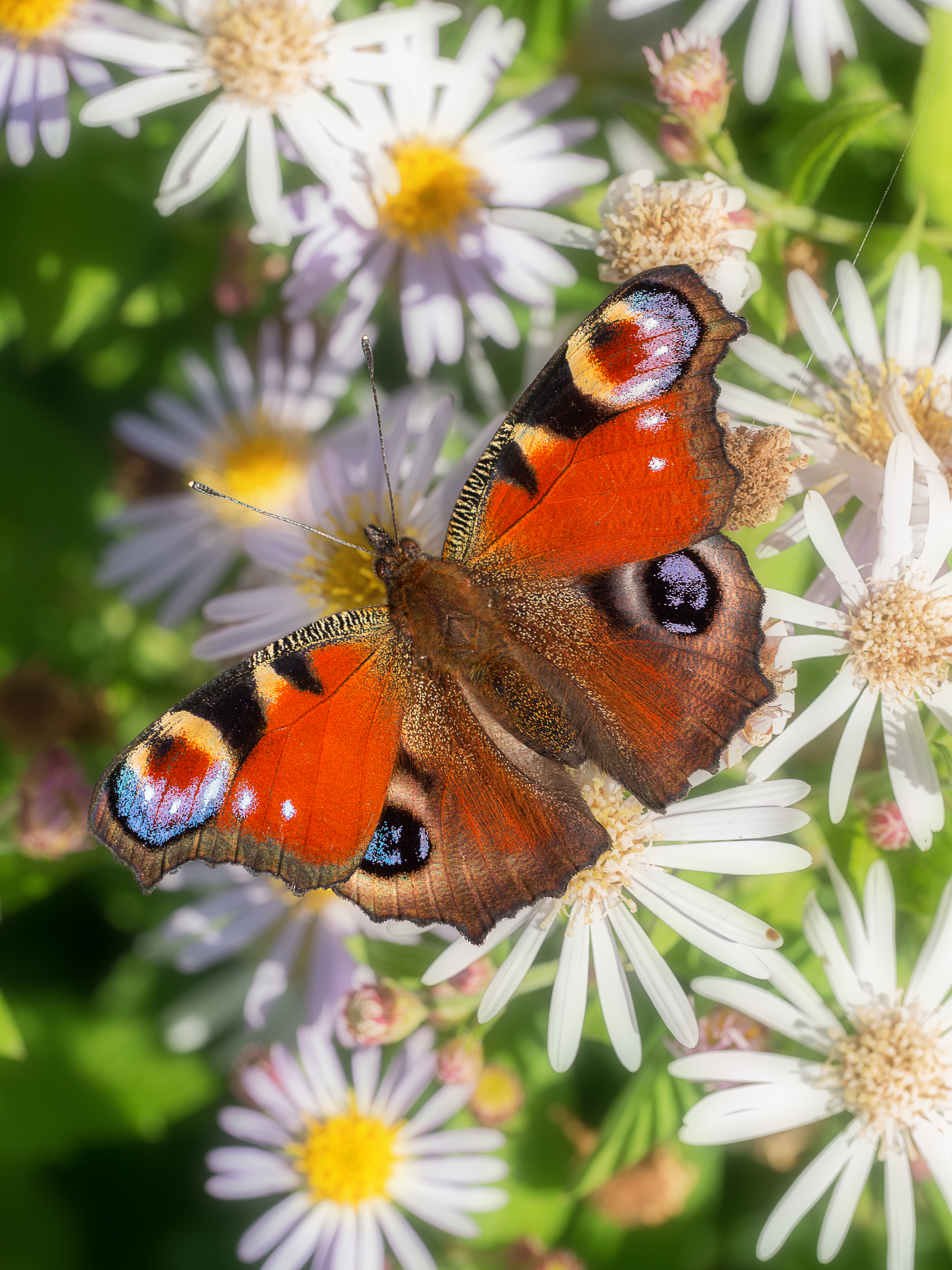 Wie weet spot je wel een dagpauwoog in je tuin! (foto Henk Bosma)