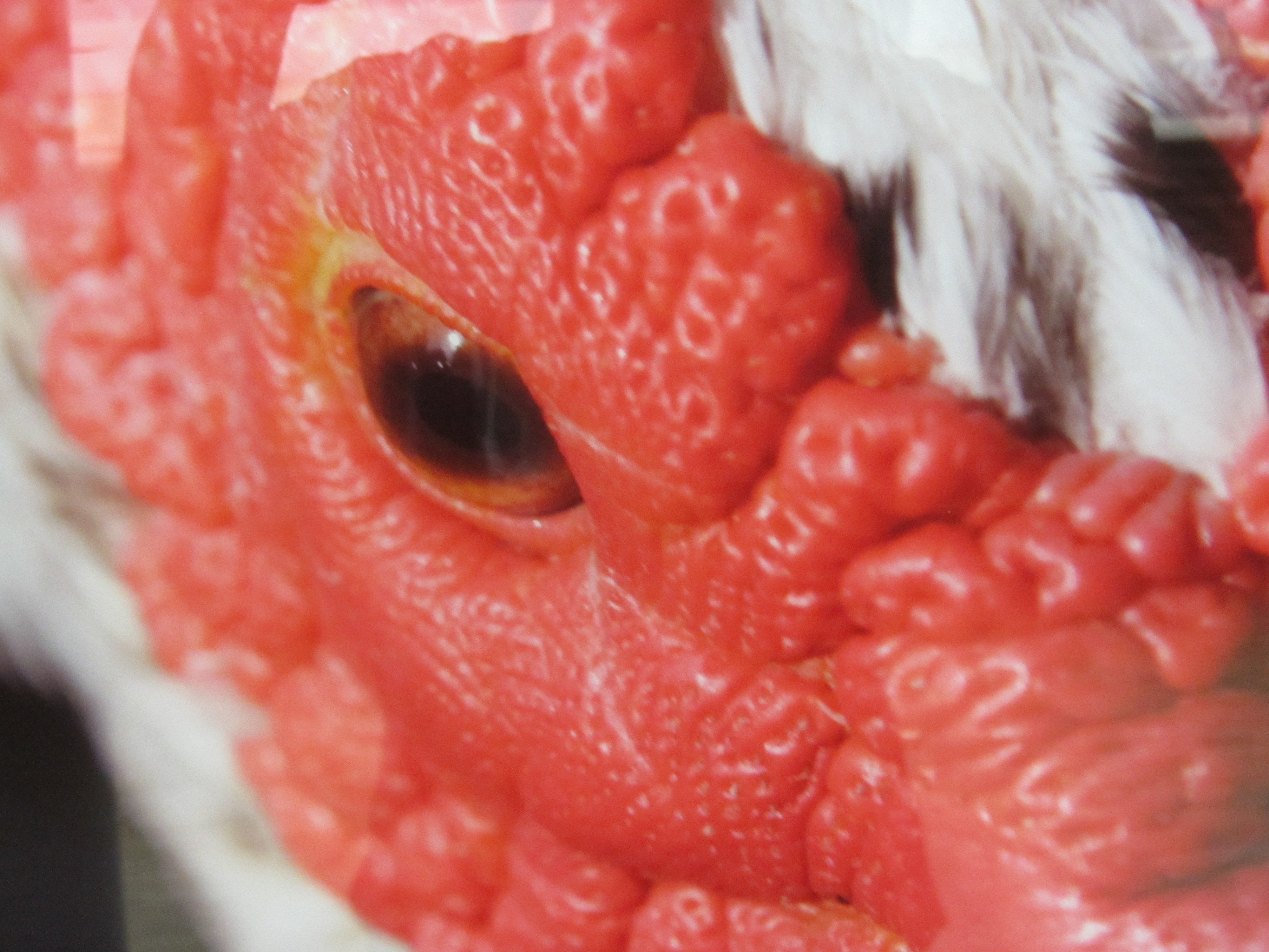 Fragmenten van de diverse objecten. (Foto's: JWvD)