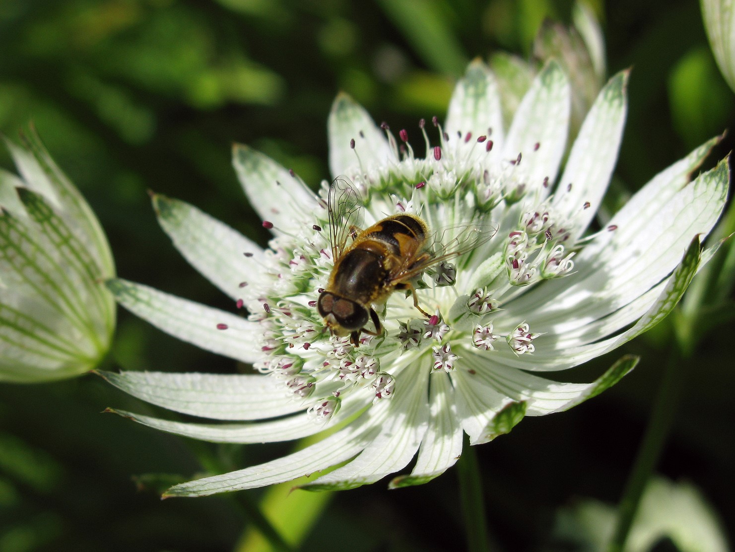 'Voor bloemen, groente en fruit kunnen we niet zonder insecten!' (aangeleverde foto)