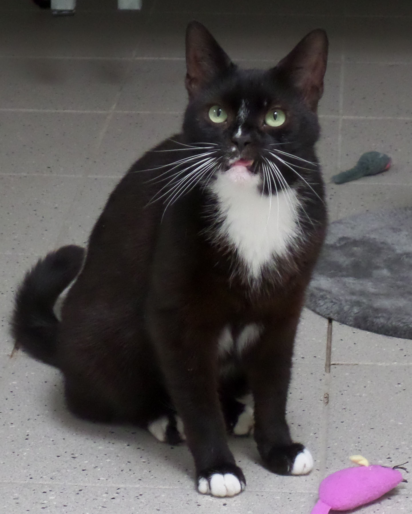 Het dierentehuis zoekt voor Boris een nieuw thuis waar hij lekker zijn eigen gang mag gaan. (Foto: aangeleverd)