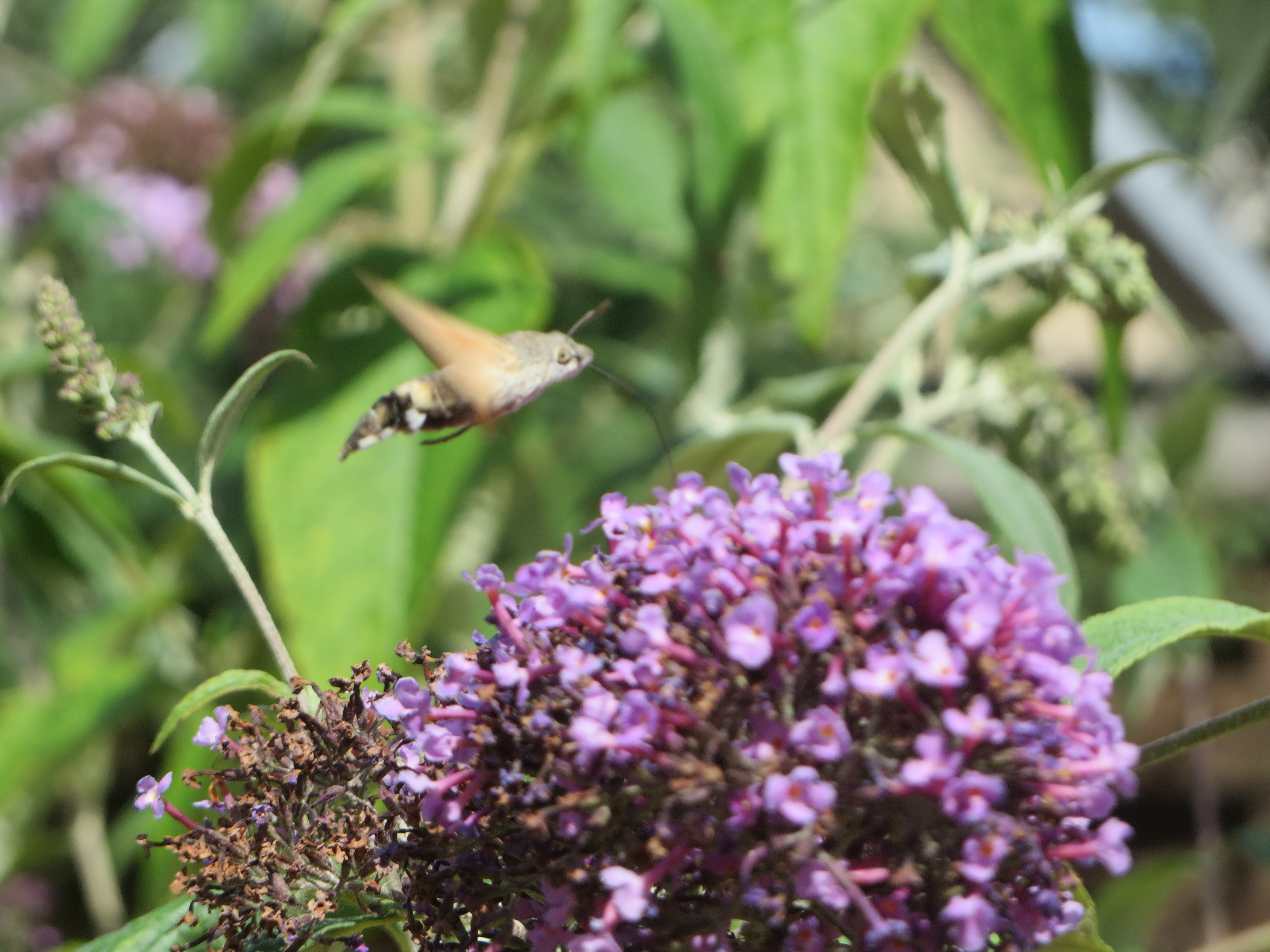 Ondanks de warme zomer bloeit de vlinderstruik volop. Er komen vele vlinders op af, waaronder deze bijzondere kolibrievlinder. (Foto: A. Rietveld).