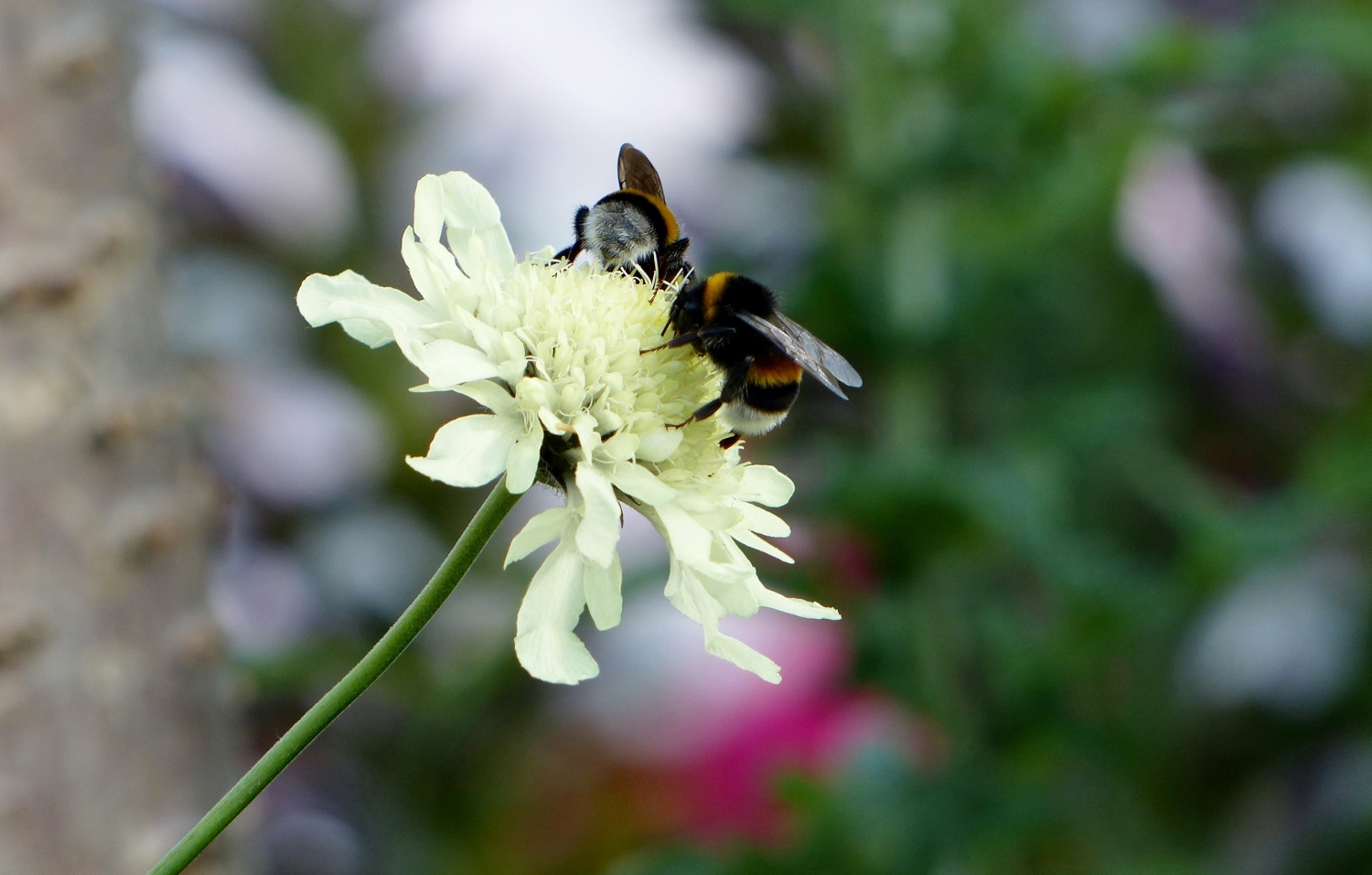 De gewone aardhommels zijn te vinden in het Egboetswater in Oostwoud. (Foto: Toos Brink)