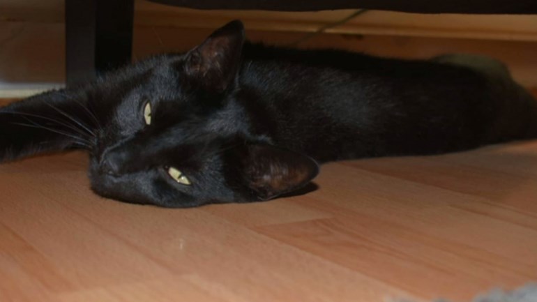 De Waardse kater Luuk werd mogelijk vergiftigd. (foto NH Nieuws)